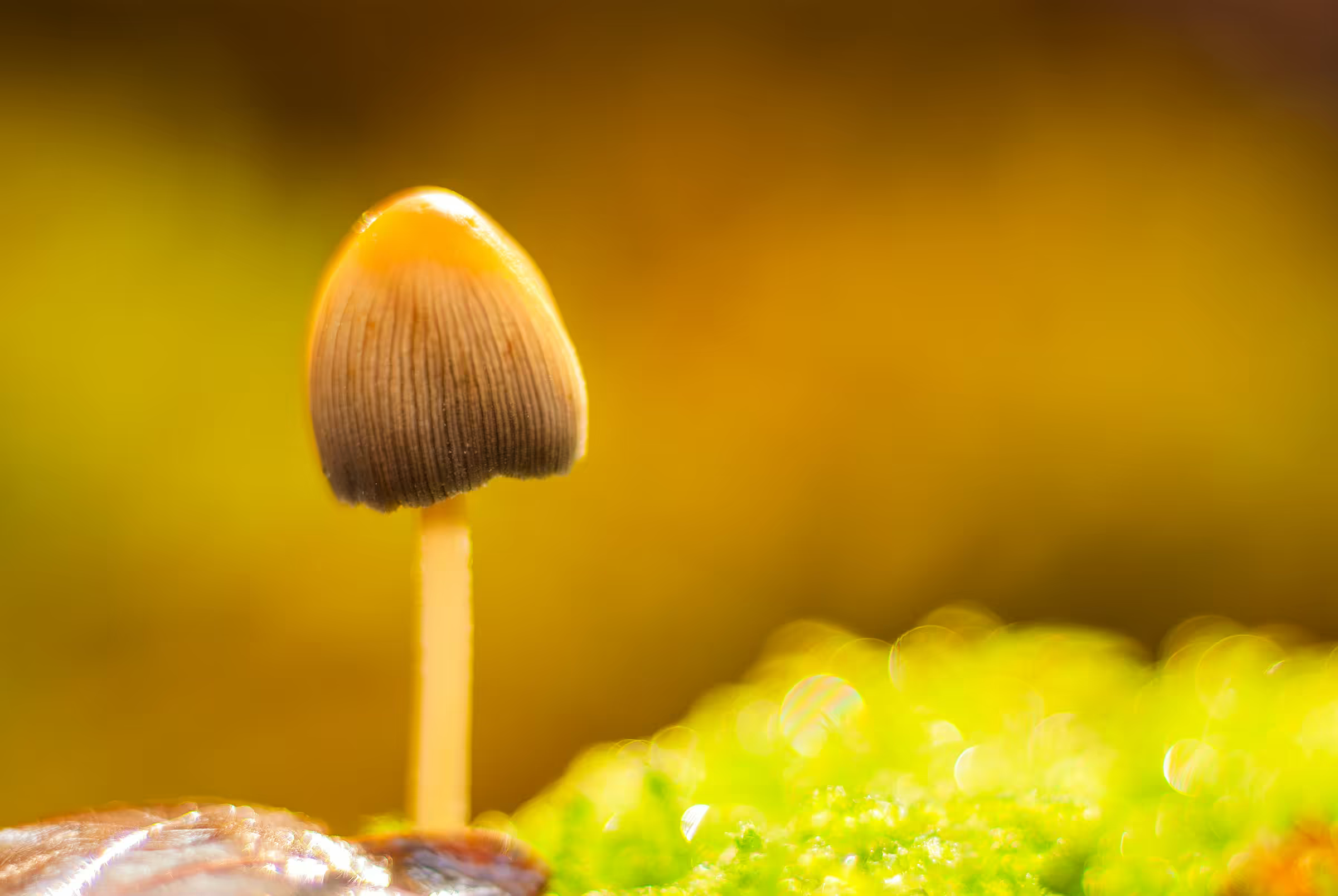 Macro photograph of an Inky Cap mushroom.