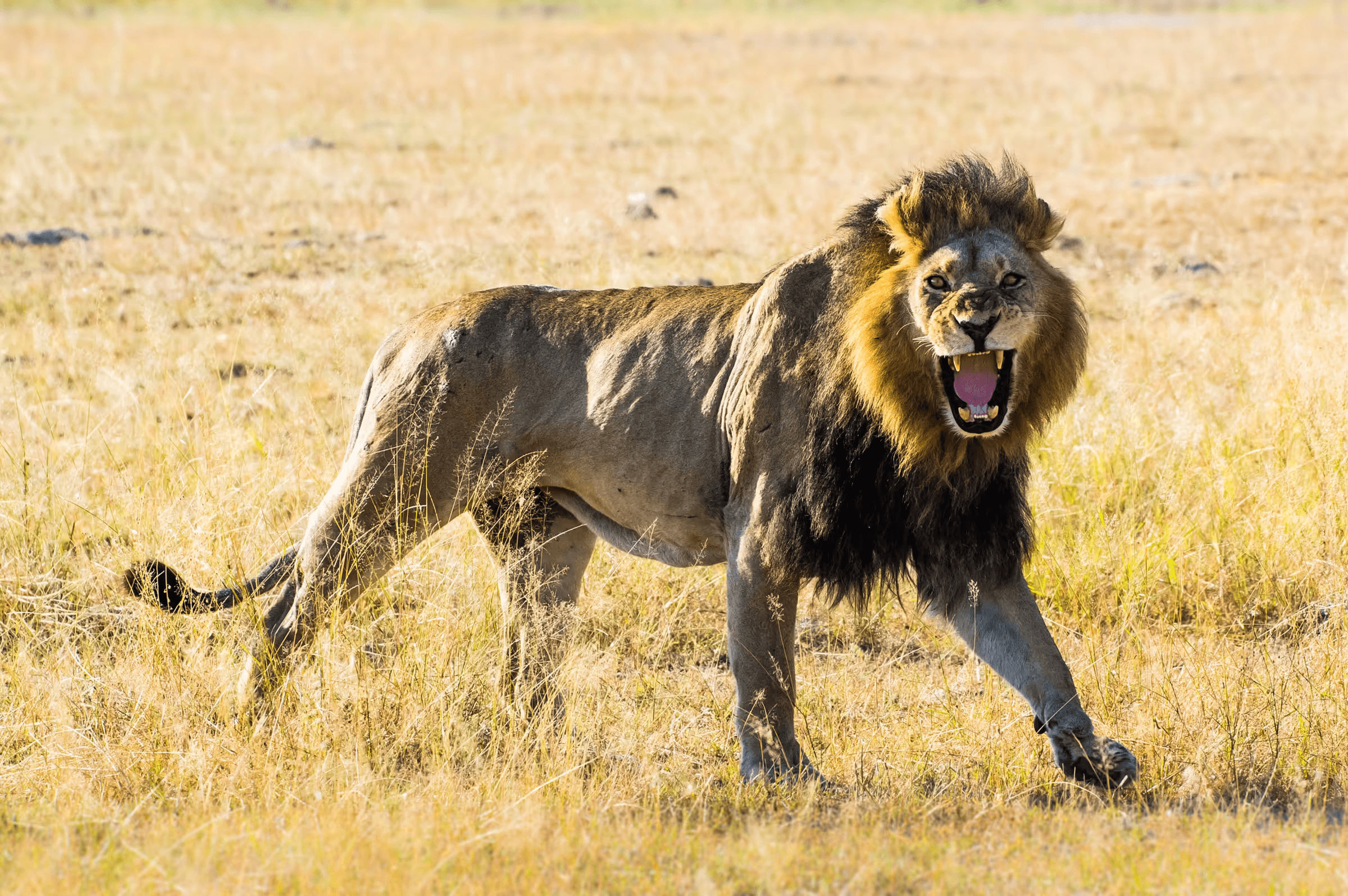 Wildlife photograph of an African Lion growling directly towards the camera. The lion, with a full mane, is standing in a dry grassy field, with its mouth wide open in a growl, revealing teeth and tongue.