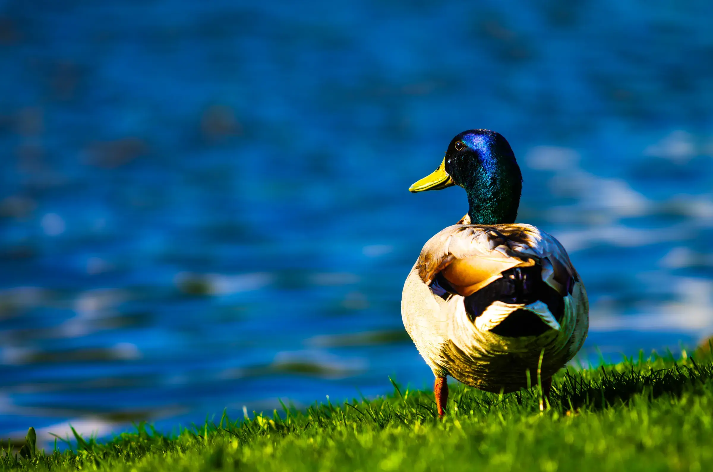 Mallard Drake by the Water A male mallard duck standing at the water's edge.