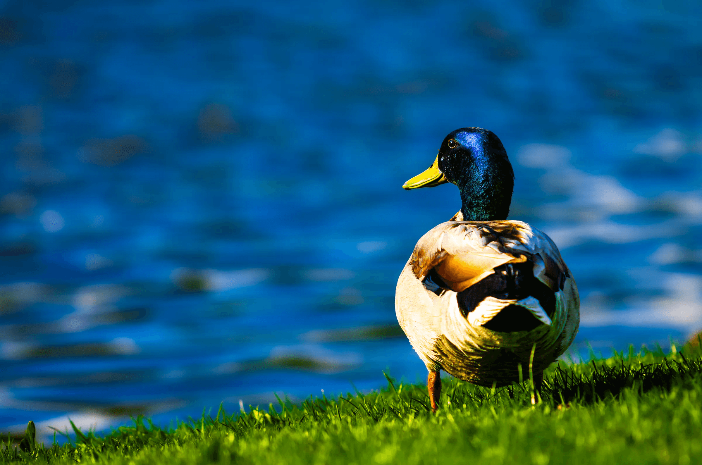 Mallard Drake by the Water in its natural habitat.