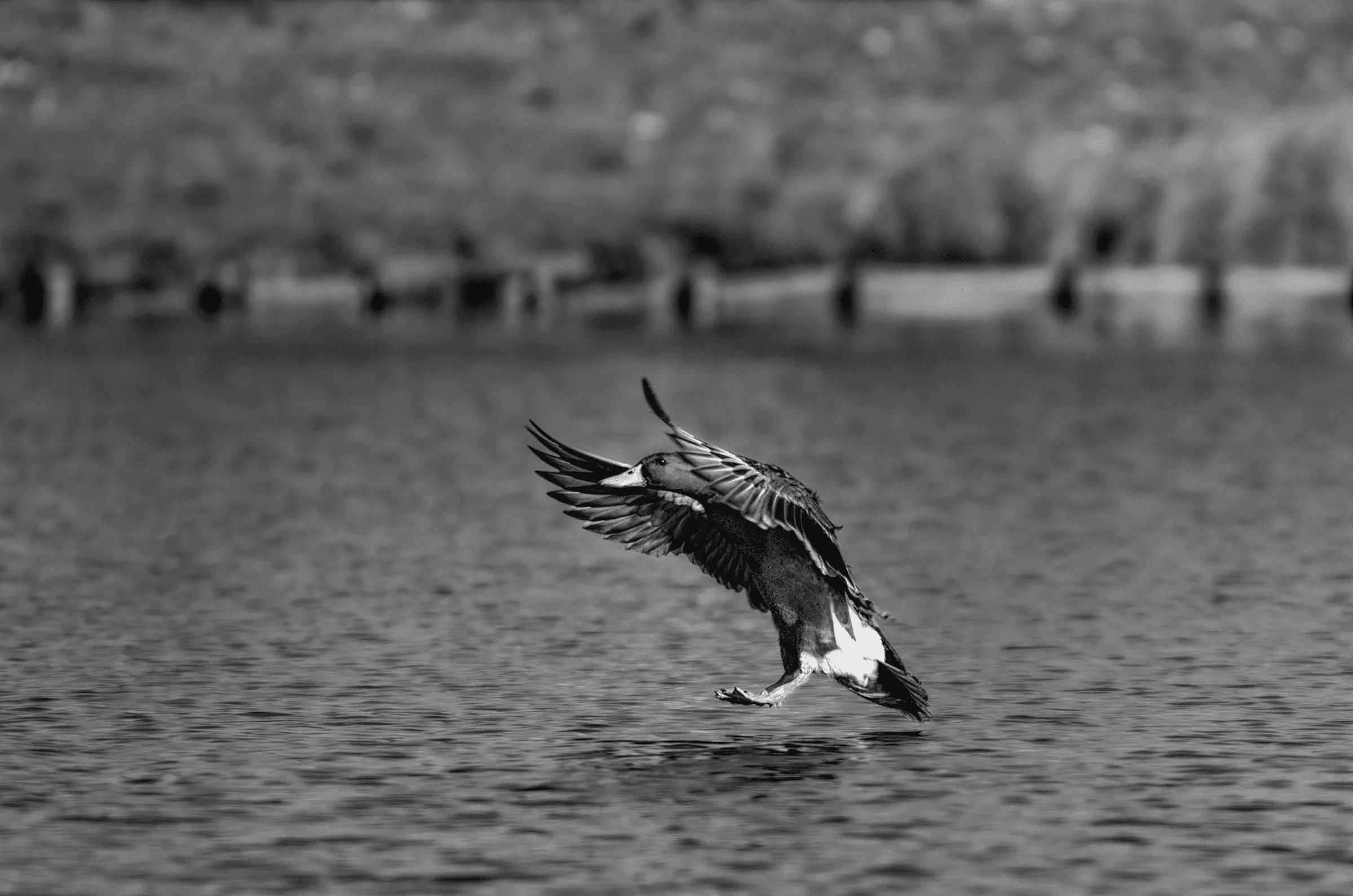 Black and white action photograph of a mallard duck landing on water with wings back and feet down, creating ripples.