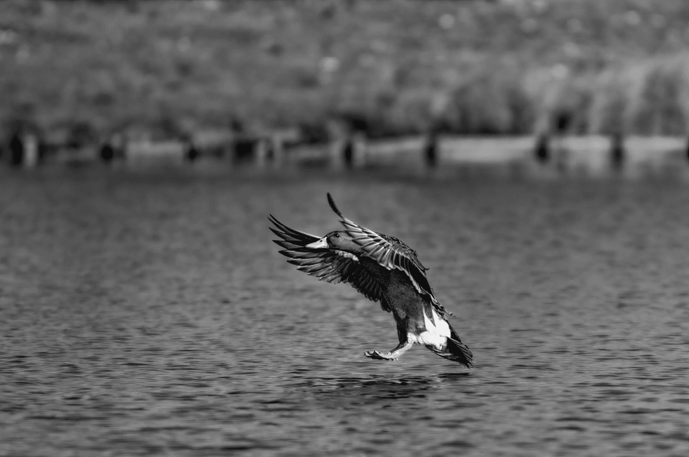 Black and white action photograph of a mallard duck landing on water with wings back and feet down, creating ripples.