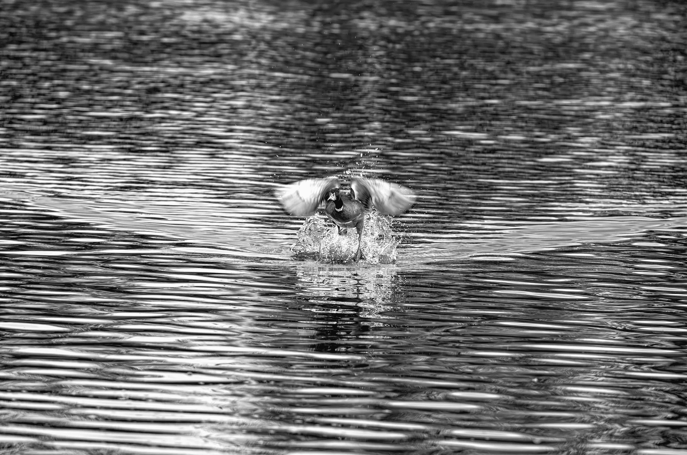 Mallard Takeoff Splash Mallard Takeoff Splash in its natural habitat in monochrome.
