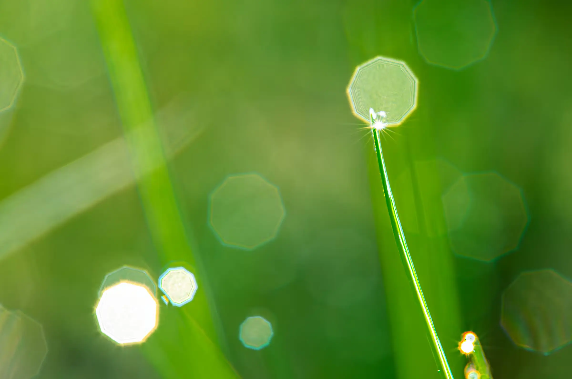 Emerald Grass, Diamond Dew Macro photograph of morning dewdrops on blades of grass.