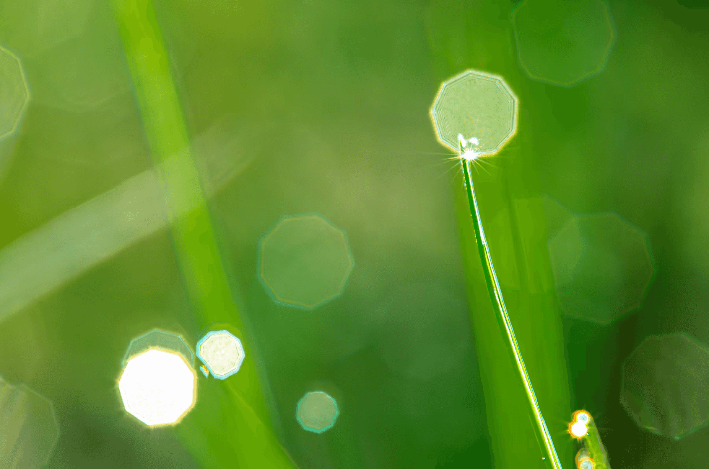 Macro photograph of morning dewdrops on blades of grass. The dewdrops, resembling tiny, clear jewels, cling to the tips and edges of the vibrant green grass blades.