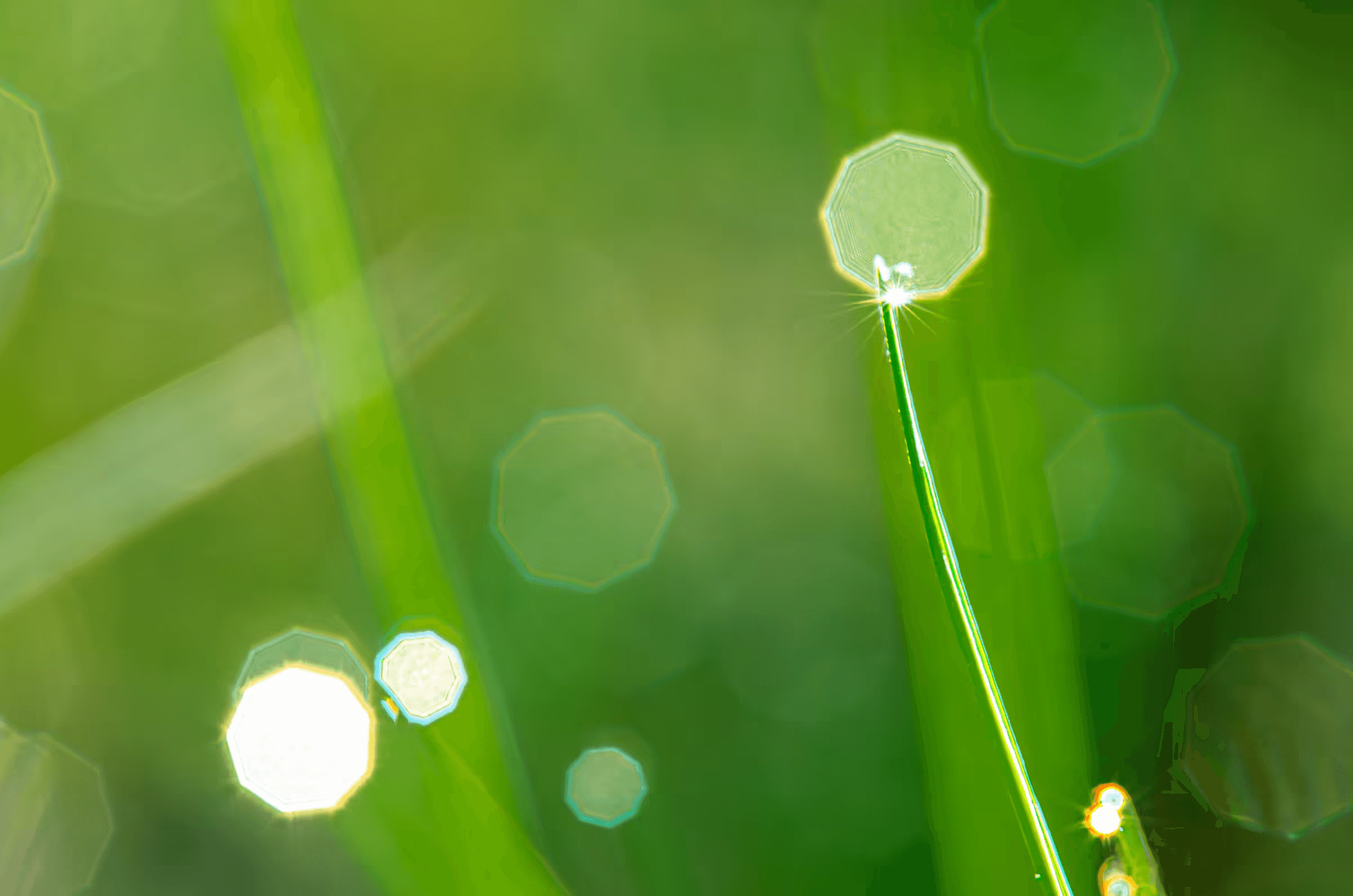 Macro photograph of morning dewdrops on blades of grass. The dewdrops, resembling tiny, clear jewels, cling to the tips and edges of the vibrant green grass blades.