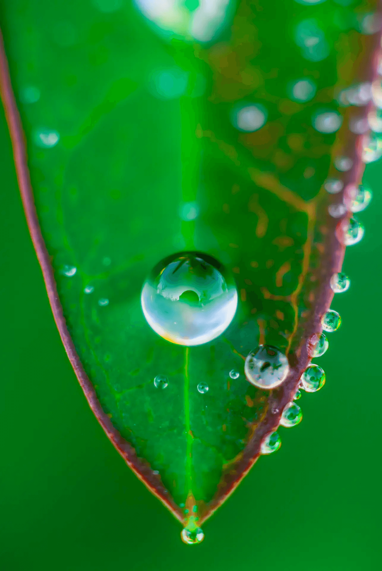 Macro photograph of a large, luminous dewdrop clinging to the tip of a vibrant green leaf. Smaller droplets line the leaf's edge, reflecting the surrounding environment.