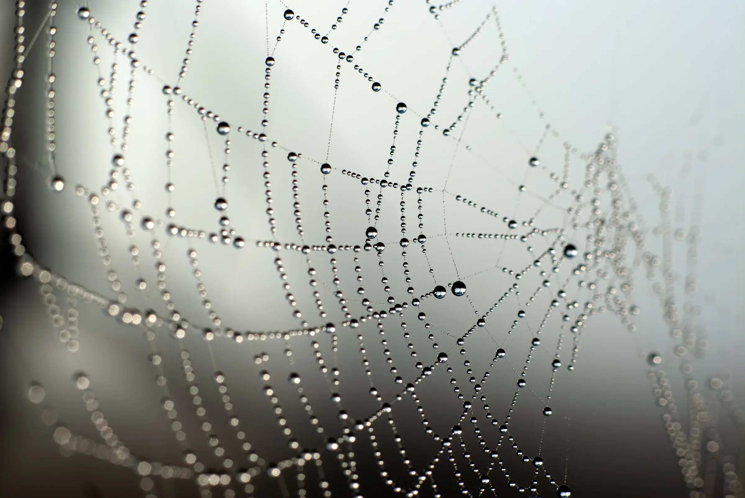 Dew-Kissed Spider Web Close-up of a spider web covered in dew.
