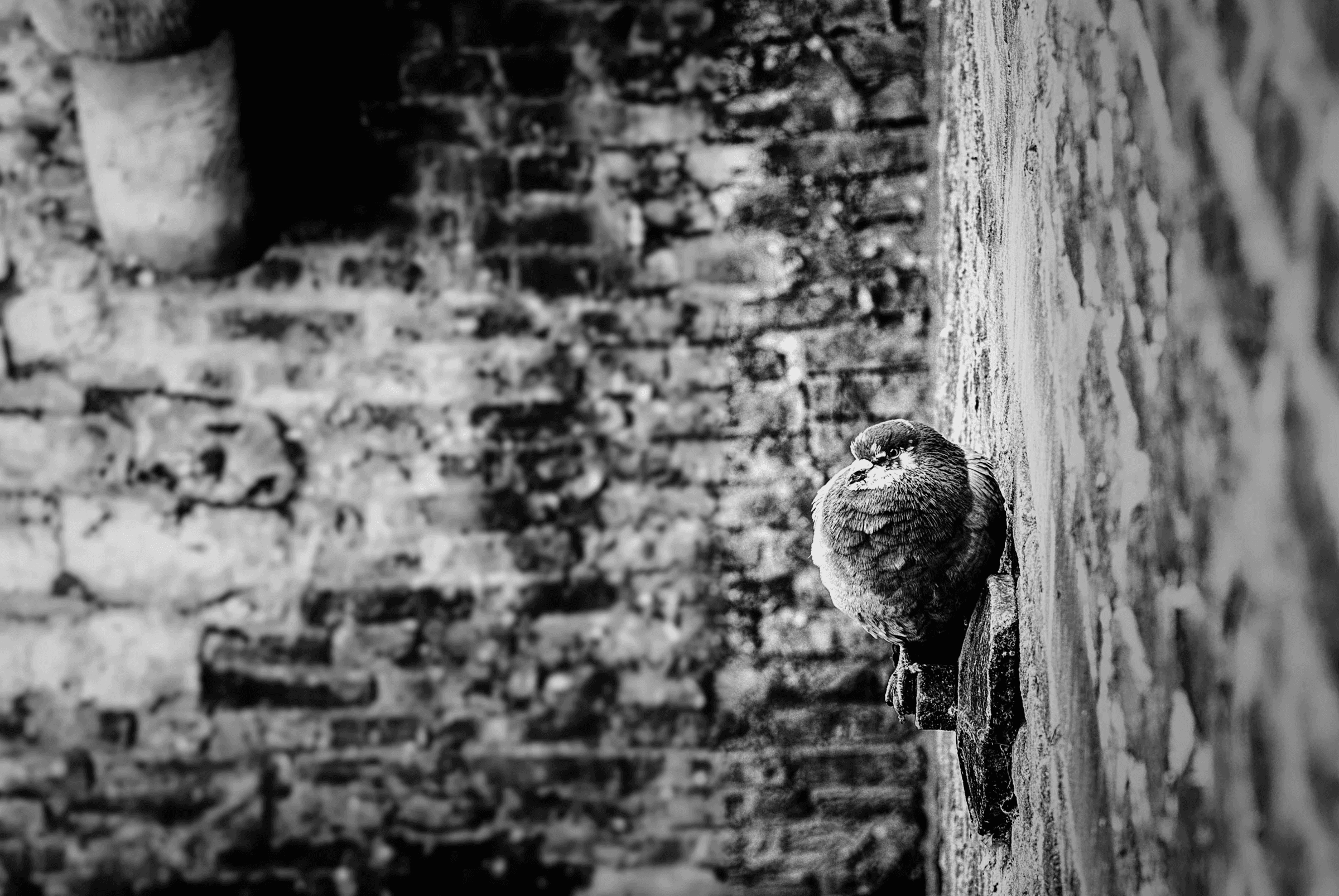 Black and white photograph of a pigeon perched on a ledge against a weathered brick wall. Photographed by Teus Renes, April 18, 2010.