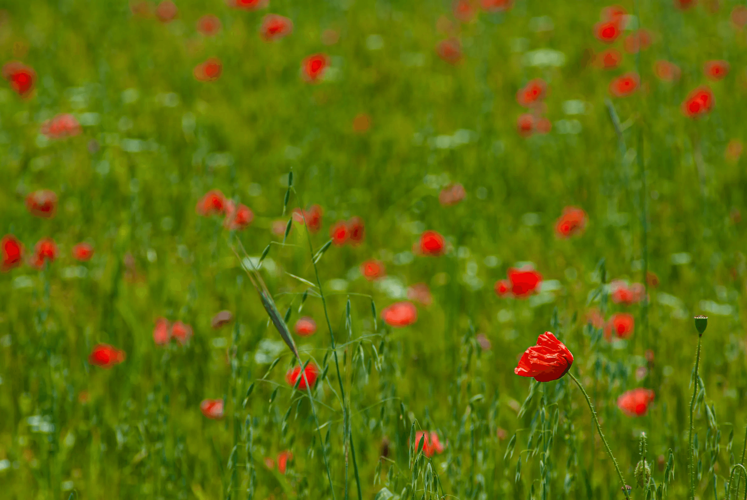 Field of vibrant red poppies scattered amongst lush green grass and plants on the Piano Grande near Castelluccio di Norcia, Italy.