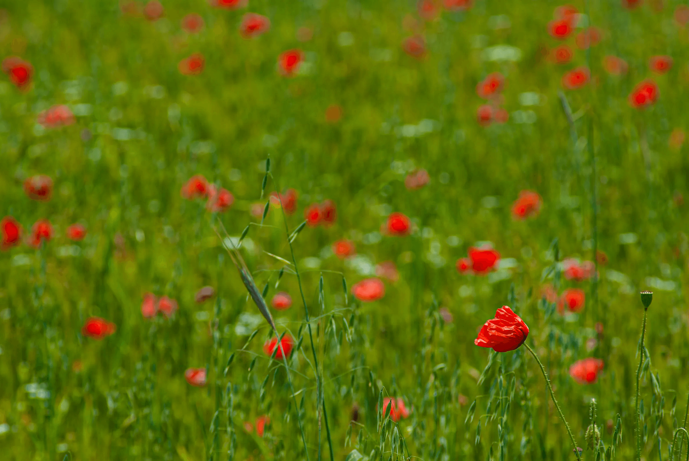 Field of vibrant red poppies scattered amongst lush green grass and plants on the Piano Grande near Castelluccio di Norcia, Italy.