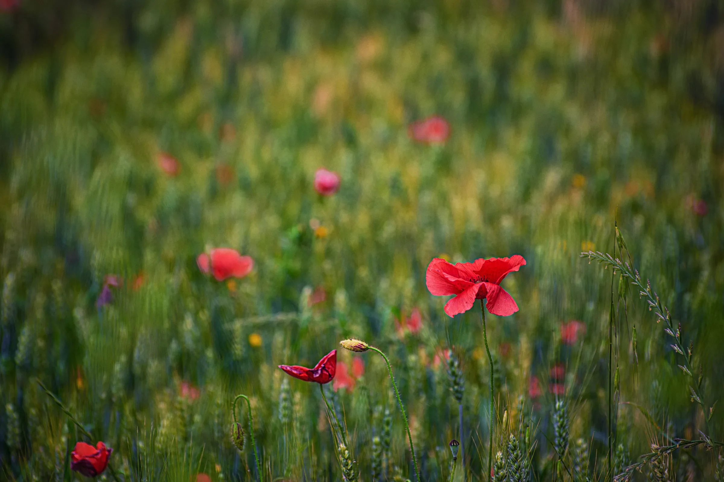 Color photograph with selective focus on red poppies blooming in a field of green grain stalks.