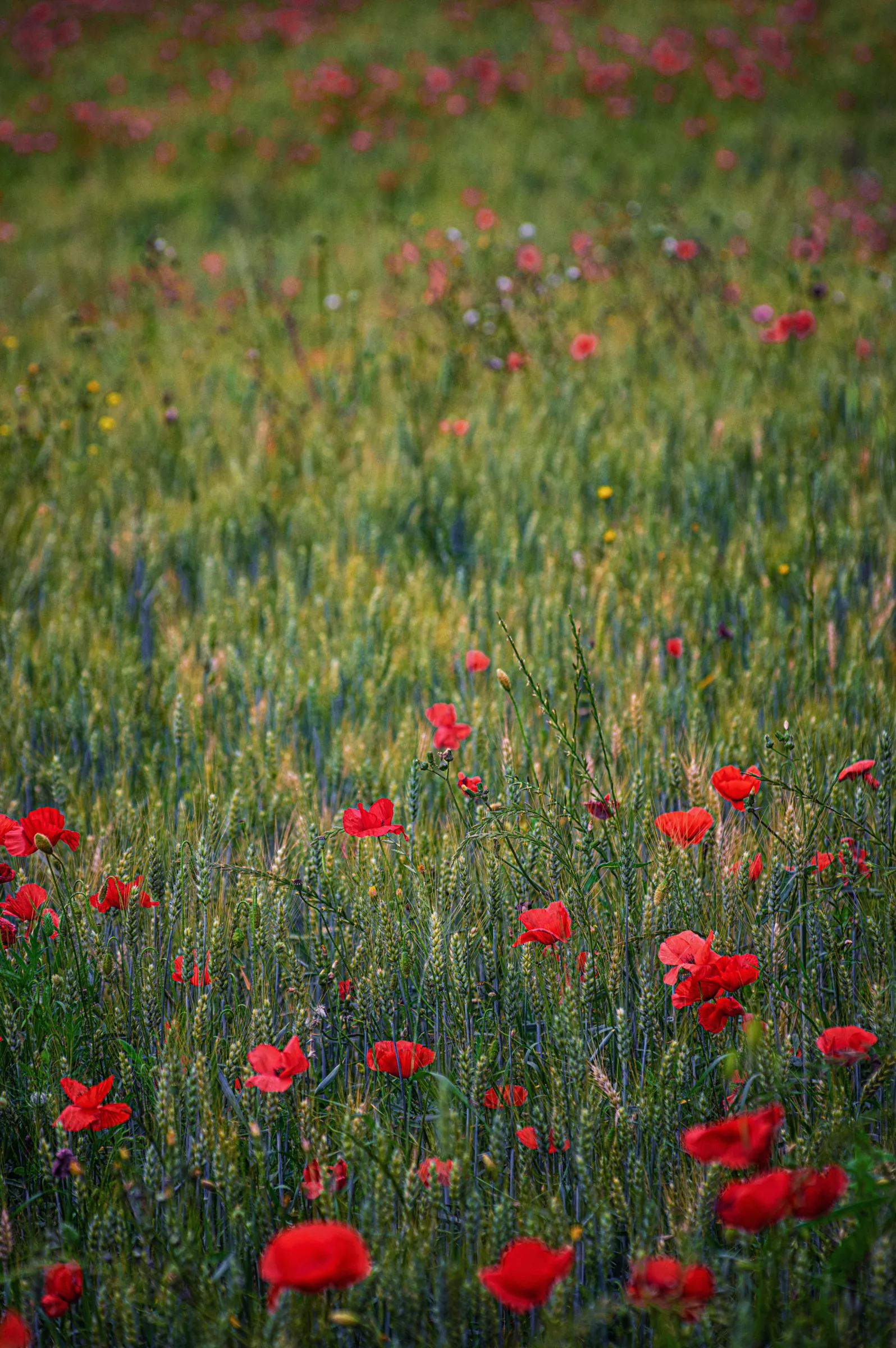 Color photograph showing numerous red poppies blooming amidst a field of green, unripe grain stalks. Photographed by Teus Renes, June 1, 2019.