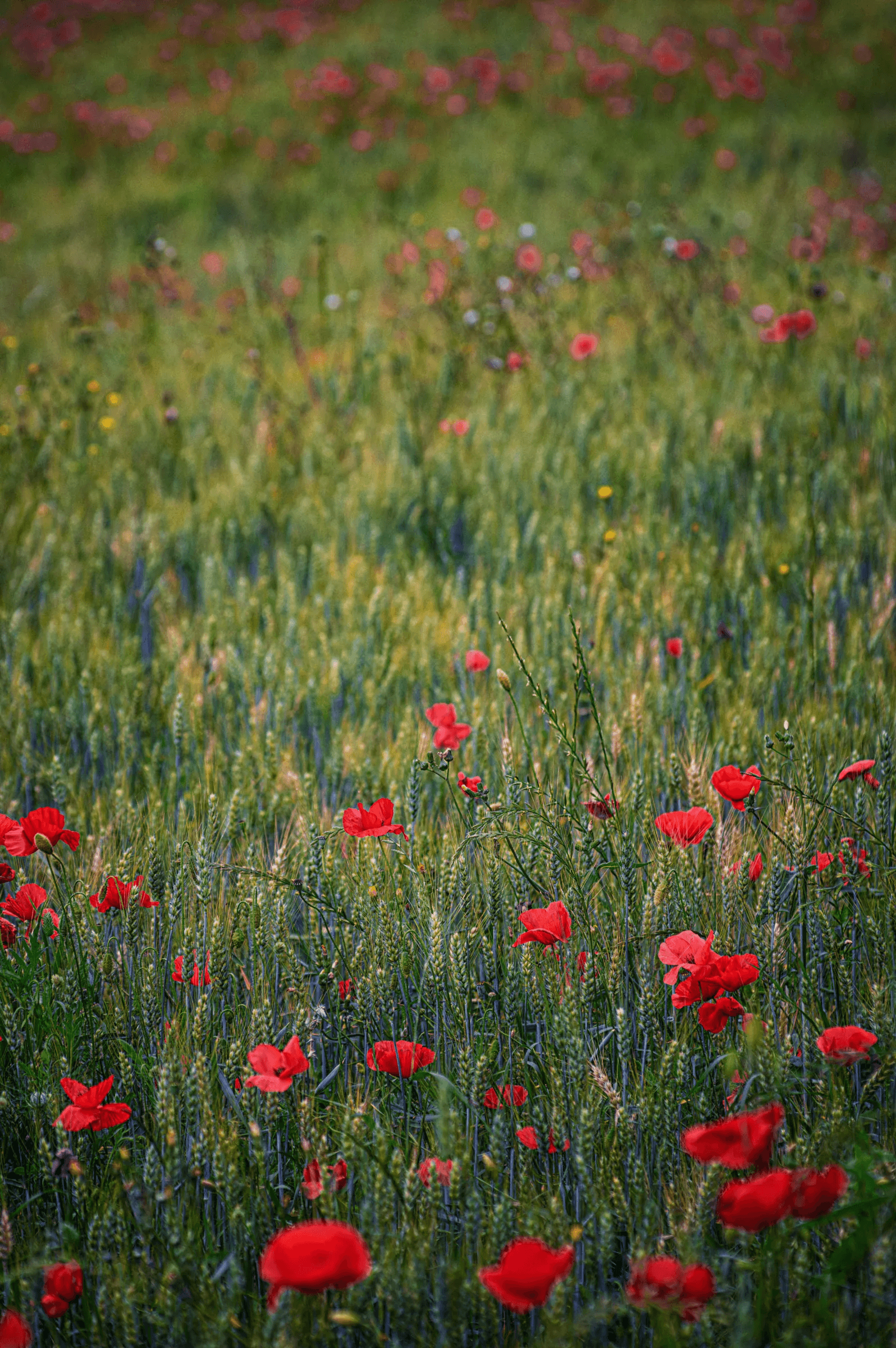 Poppies in the Grain Field Numerous red poppies blooming amidst a field of green, unripe grain stalks.