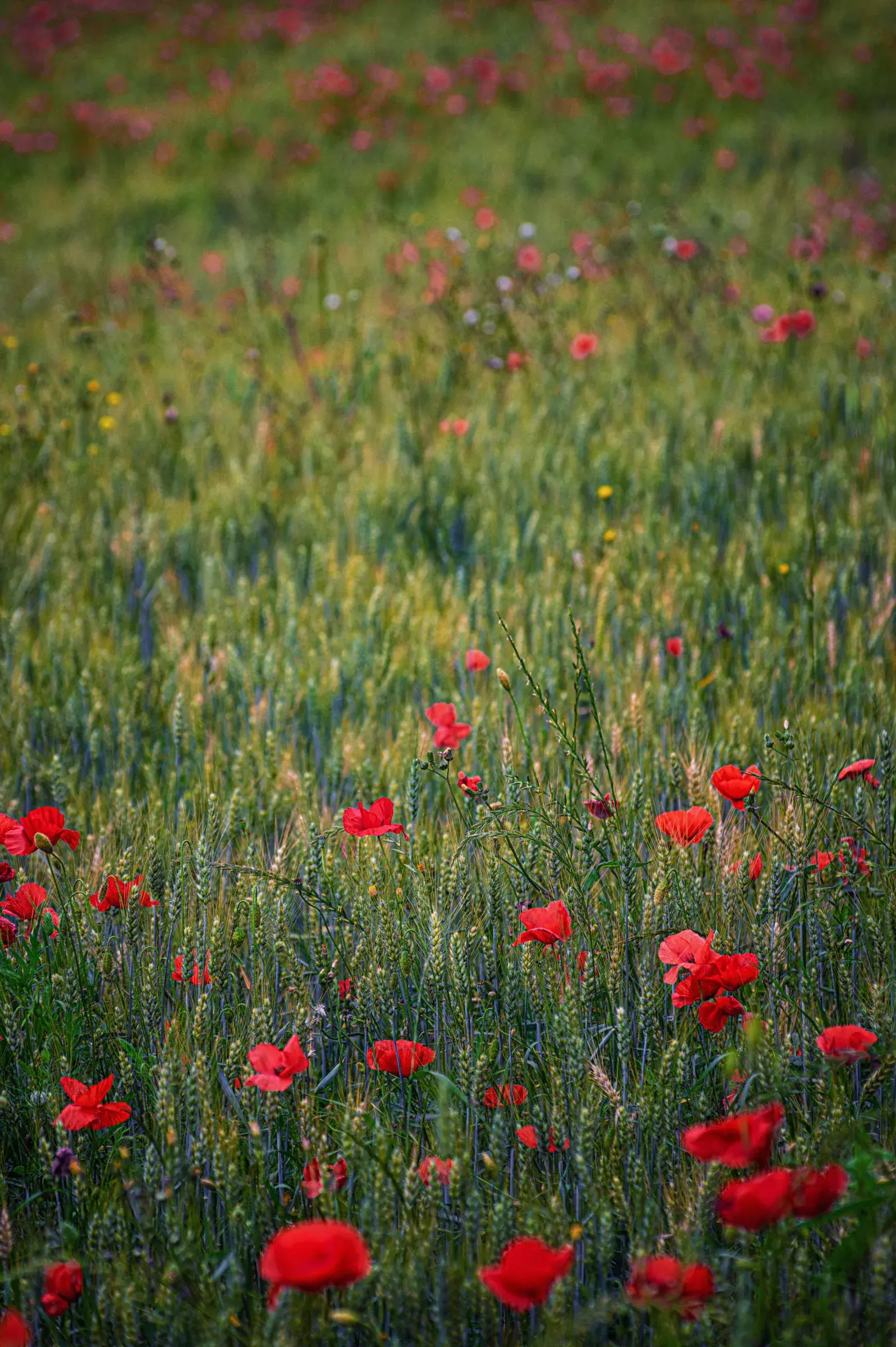 Poppies in the Grain Field Numerous red poppies blooming amidst a field of green, unripe grain stalks.