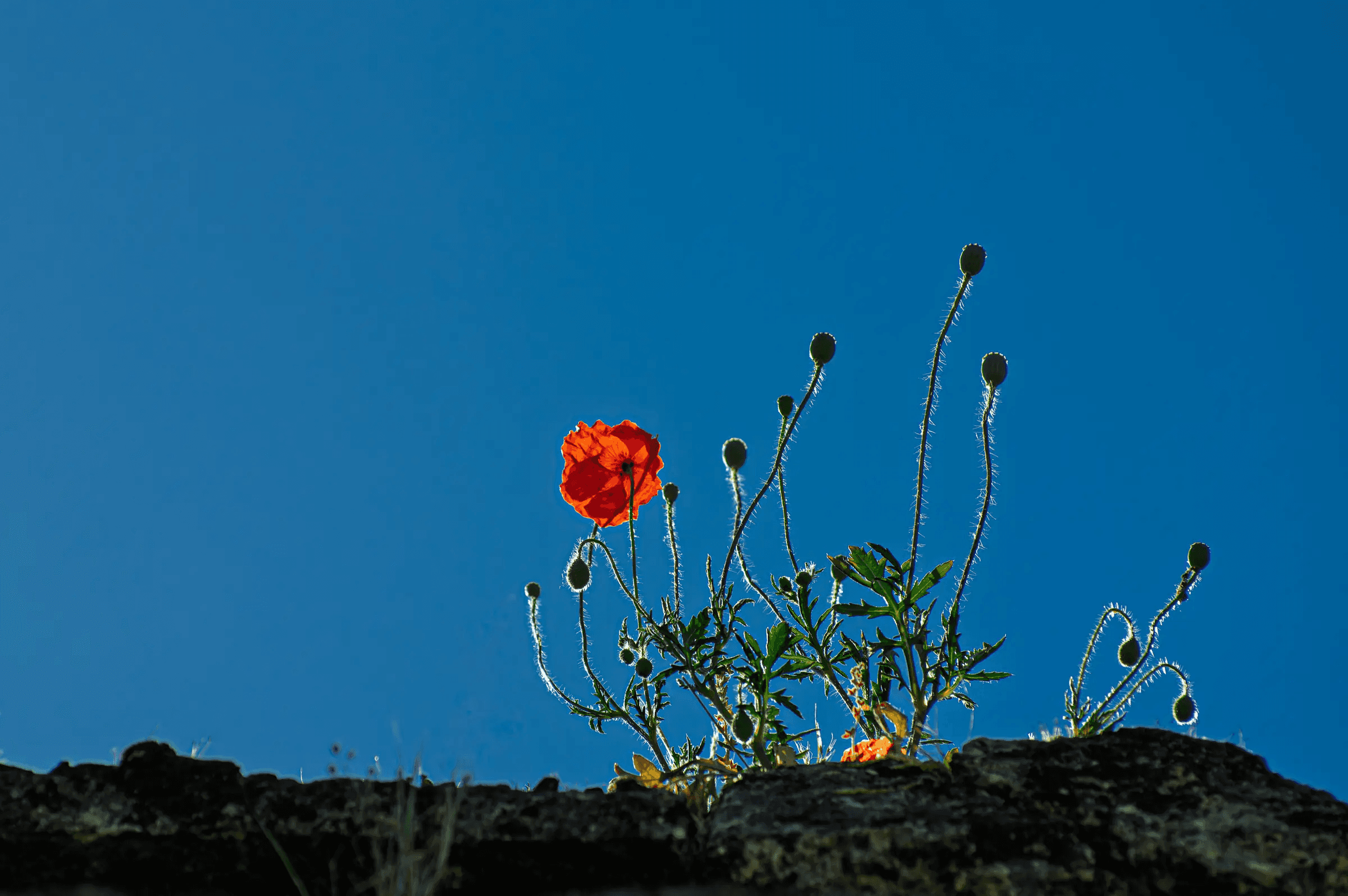 A vivid red poppy and slender buds silhouetted against a deep blue sky, emerging from a stone wall.