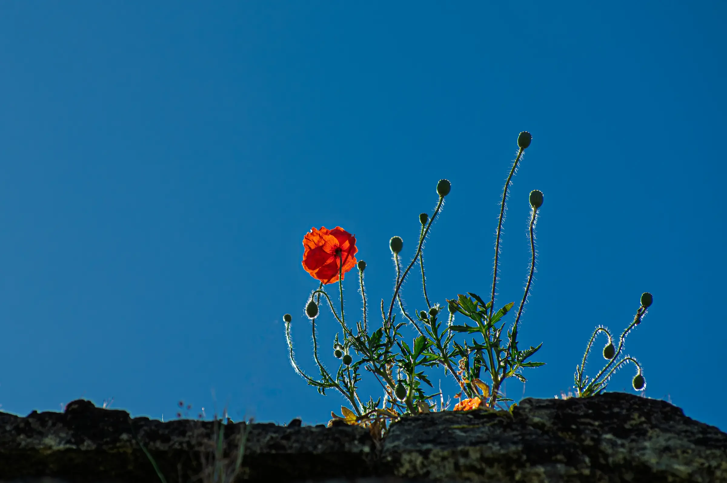 A vivid red poppy and slender buds silhouetted against a deep blue sky, emerging from a stone wall.