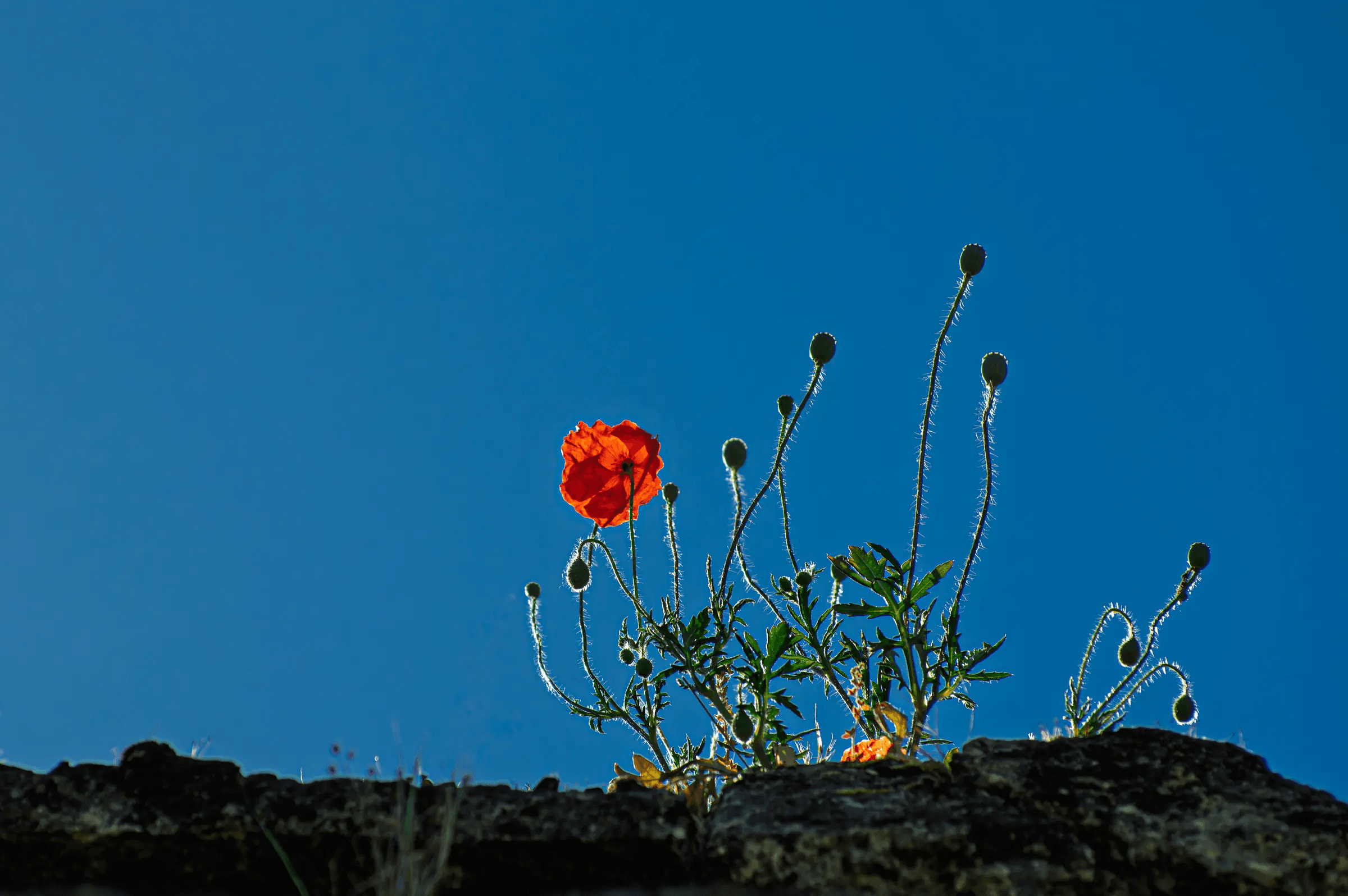 Poppy Above the Wall A vivid red poppy and slender buds silhouetted against a deep blue sky, emerging from a stone wall.