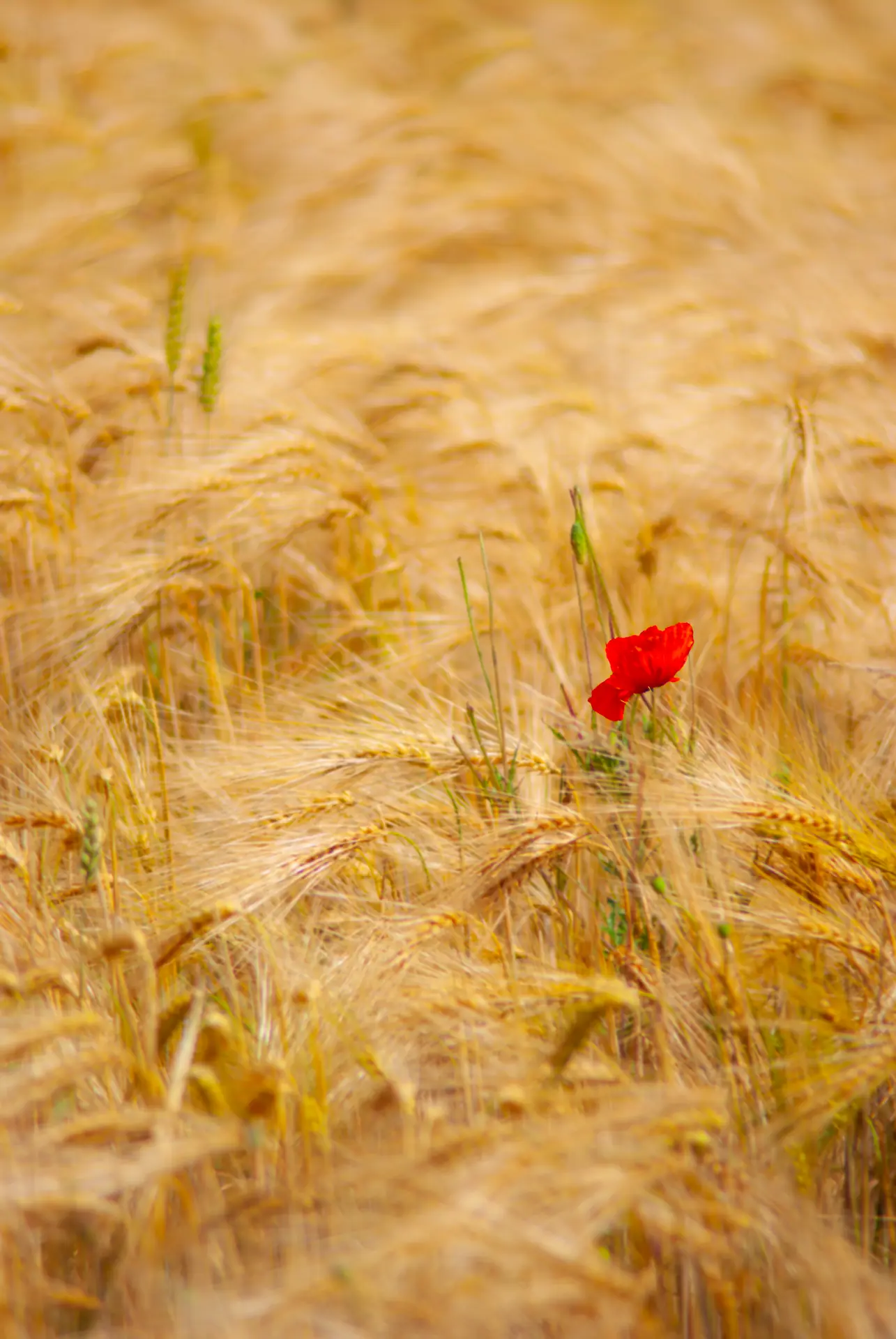 Close-up landscape photograph of a single red poppy flower blooming prominently in a field of golden grain.