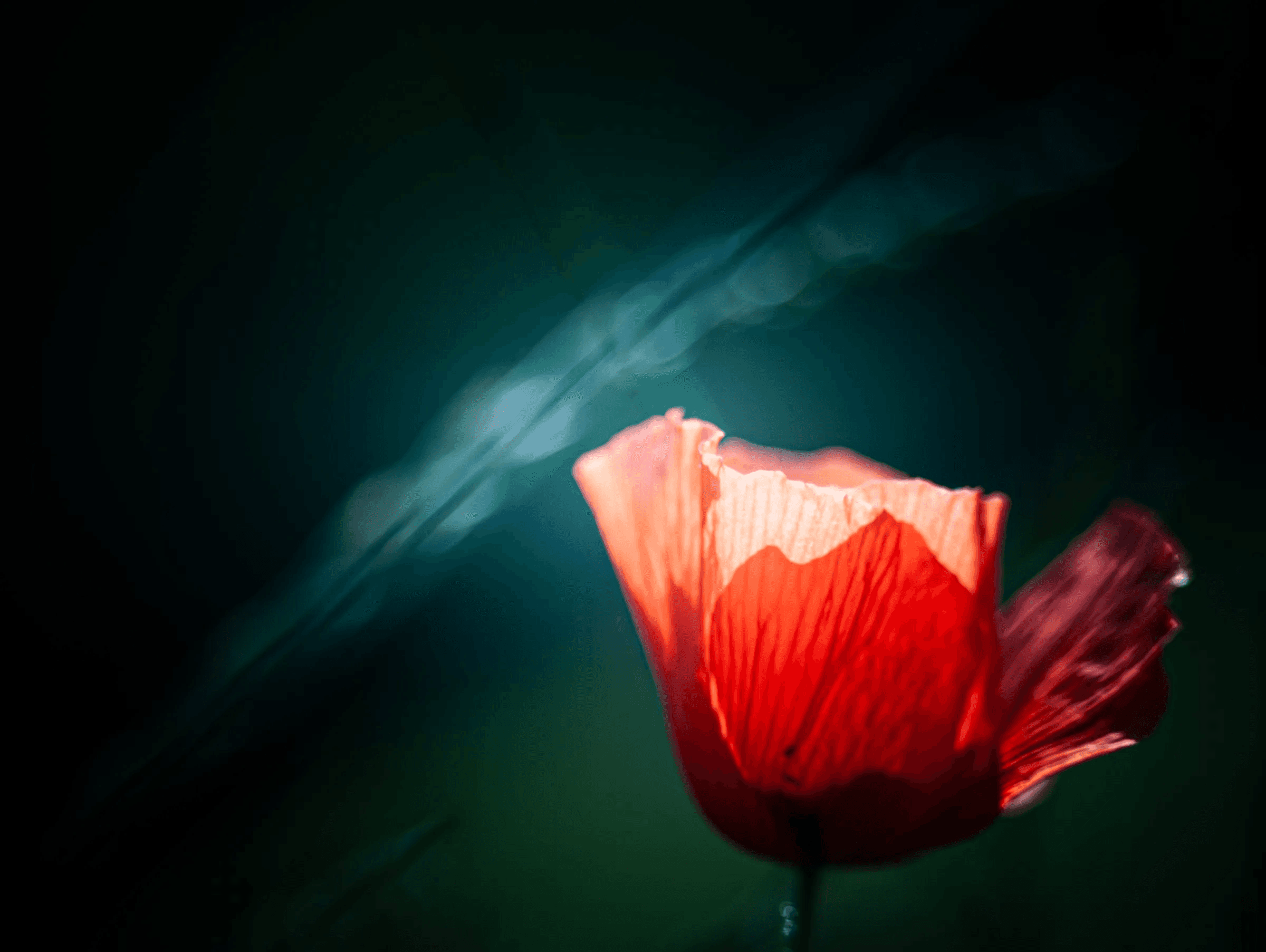 Red Poppy Backlit Dark Background A single red poppy flower illuminated against a dark, blurred background with diagonal light streaks.