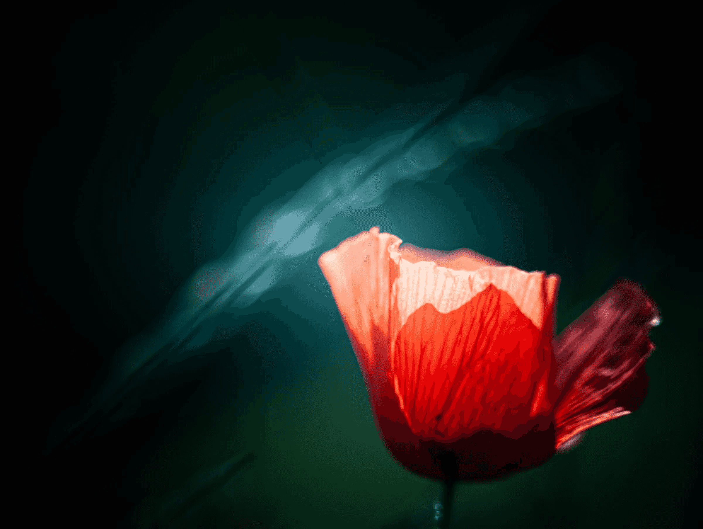 Color photograph of a single red poppy flower illuminated against a dark, blurred background with diagonal light streaks. Captured June 14, 2011.