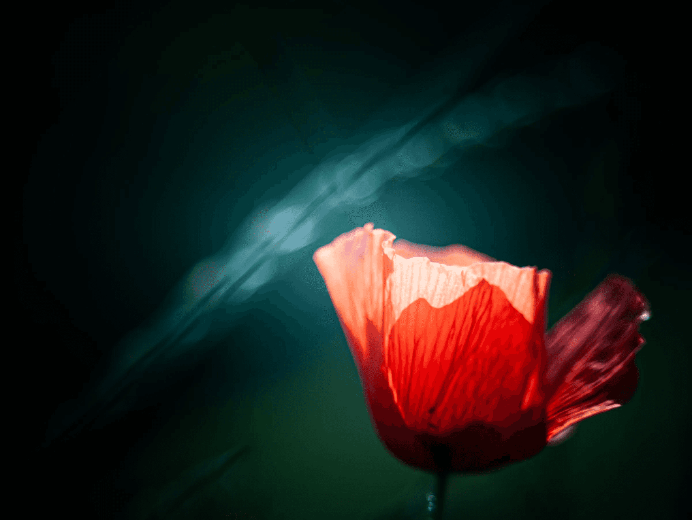 A single red poppy flower illuminated against a dark, blurred background with diagonal light streaks.