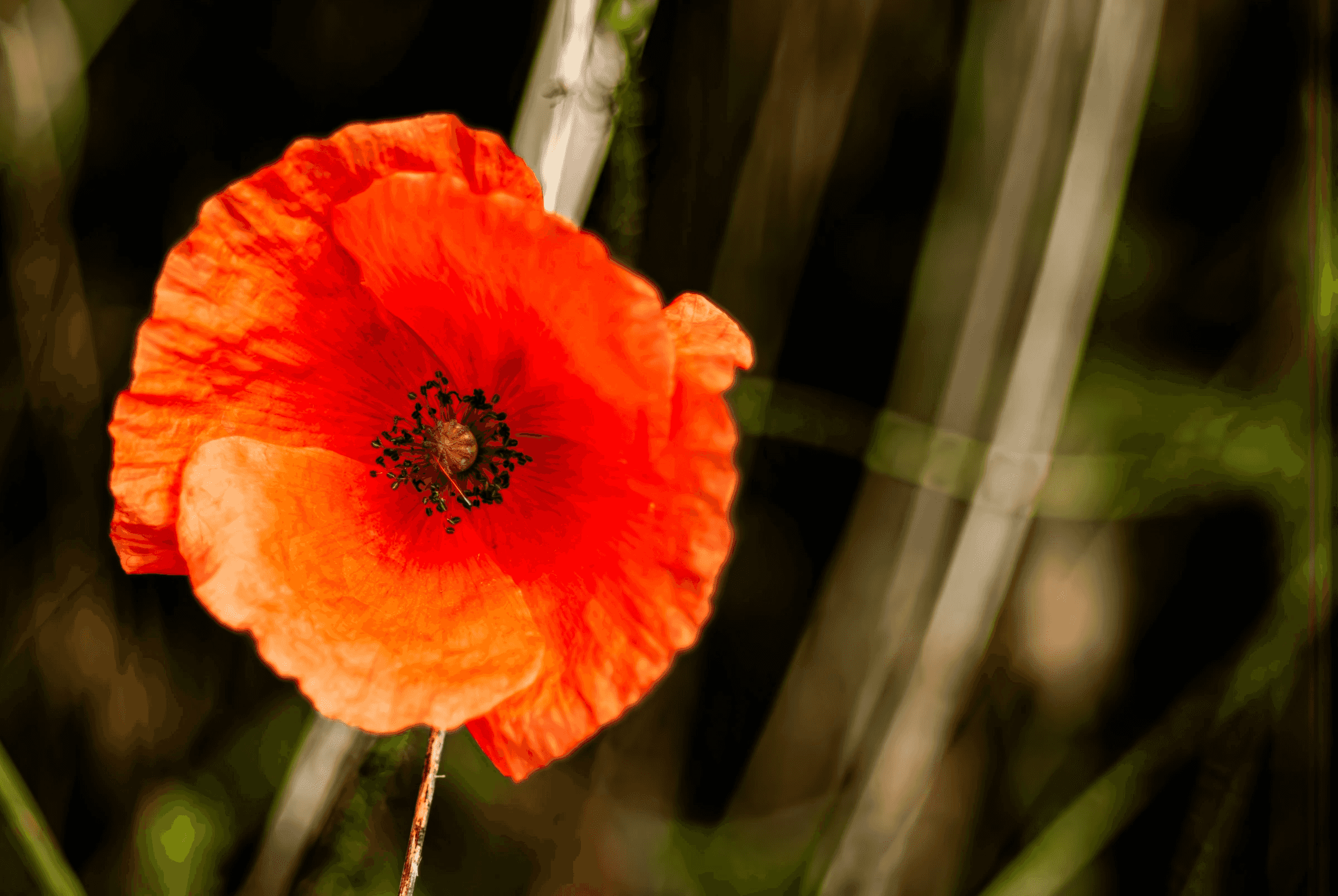 Red Poppy Close-Up Red Poppy Close-Up in daily life.