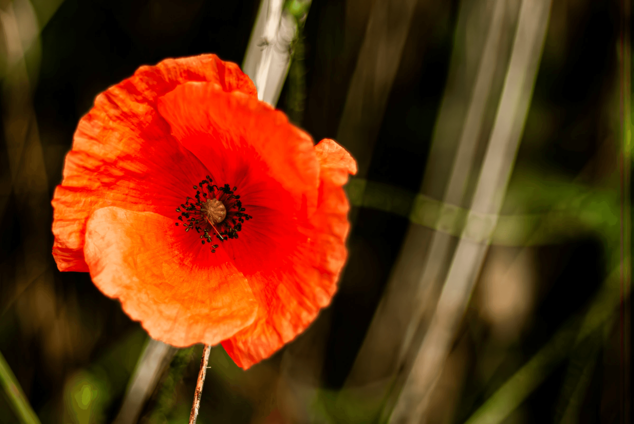 Color macro photograph of a vibrant red poppy flower, focusing on the petals and dark center (stamen and pistil). Captured June 15, 2011.