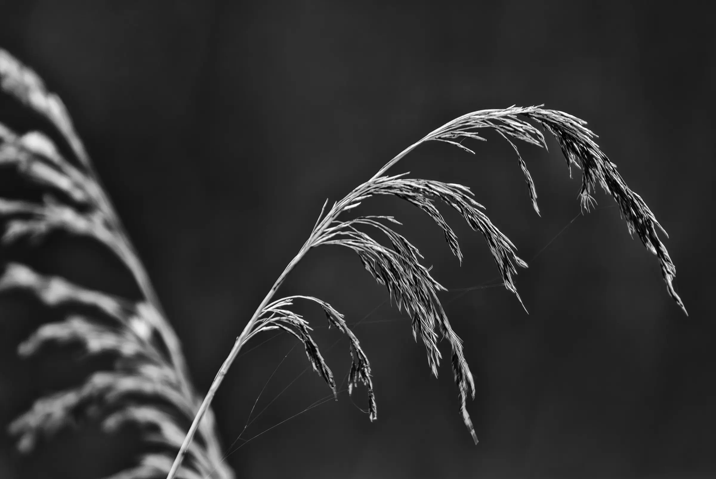 Reed Grass Seed Head Macro Black-and-white close-up of a reed grass seed head.