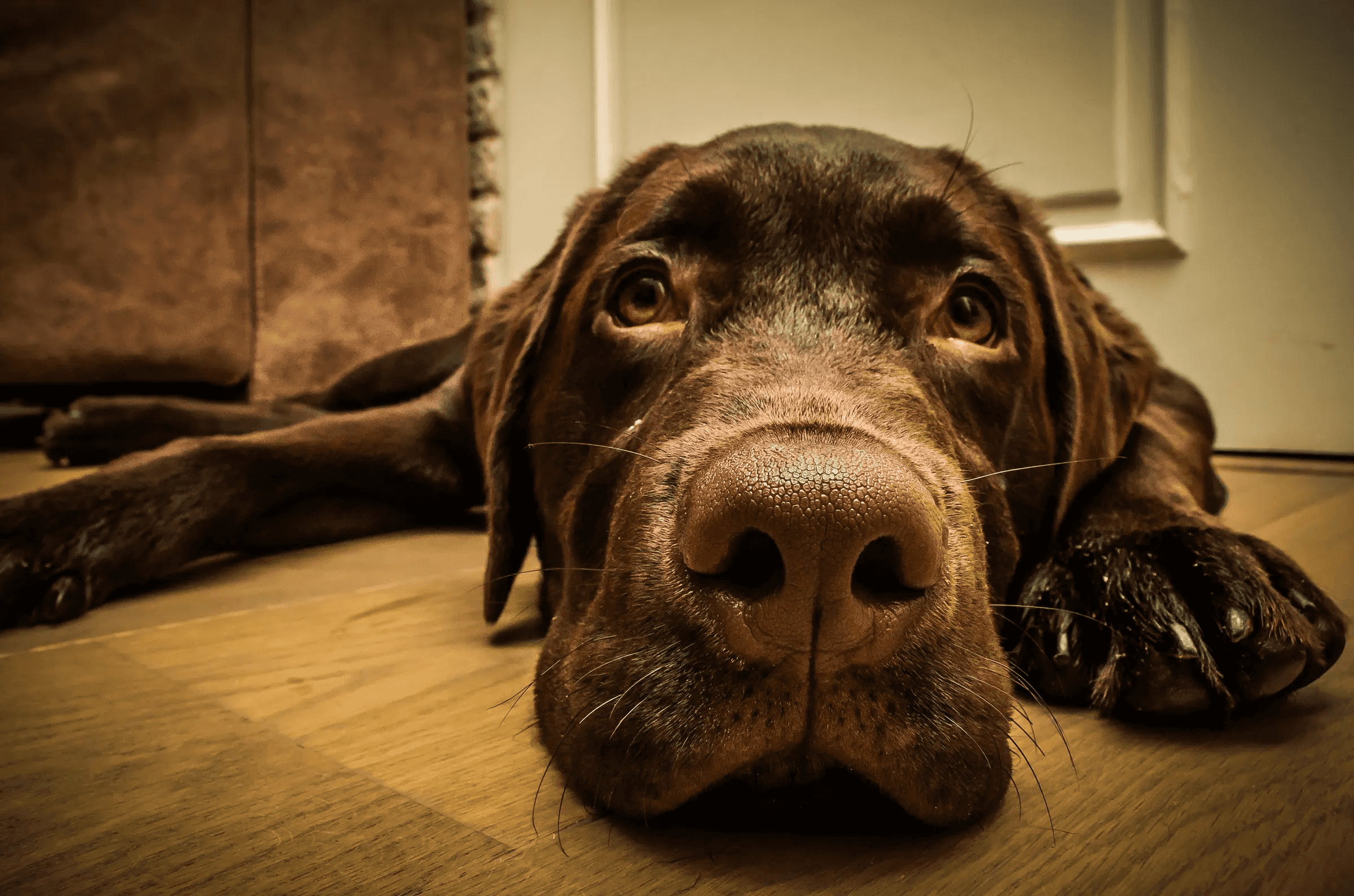 Close-up of a chocolate Labrador retriever lying on a wooden floor, gazing softly at the camera