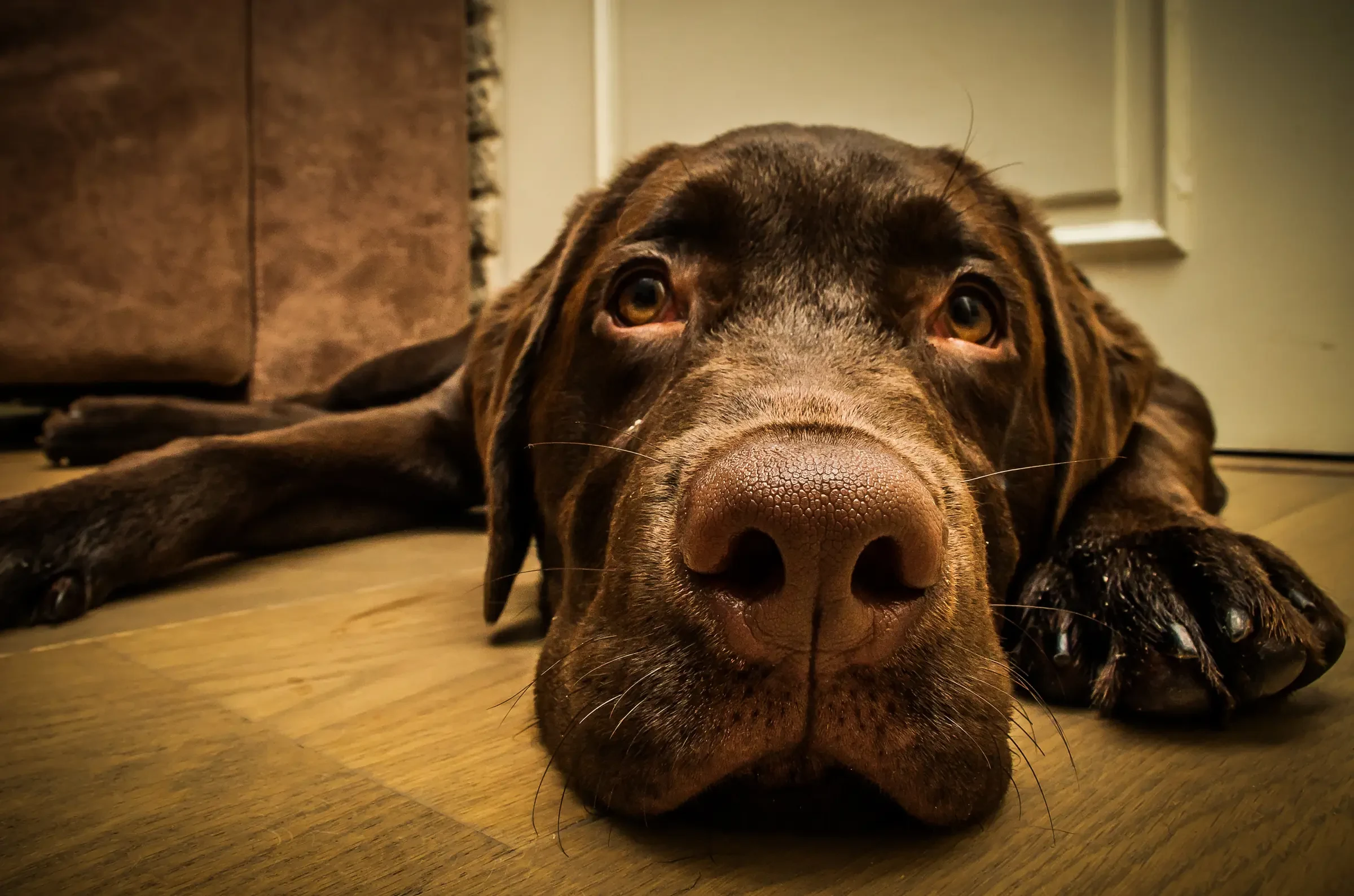 Close-up of a chocolate Labrador retriever lying on a wooden floor, gazing softly at the camera