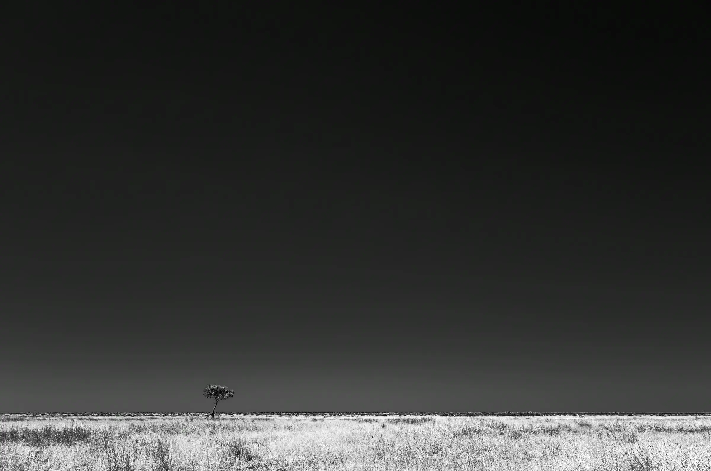 Lone Tree on the Savuti Plains Monochrome lone tree standing on the open Savuti Plains in Botswana.