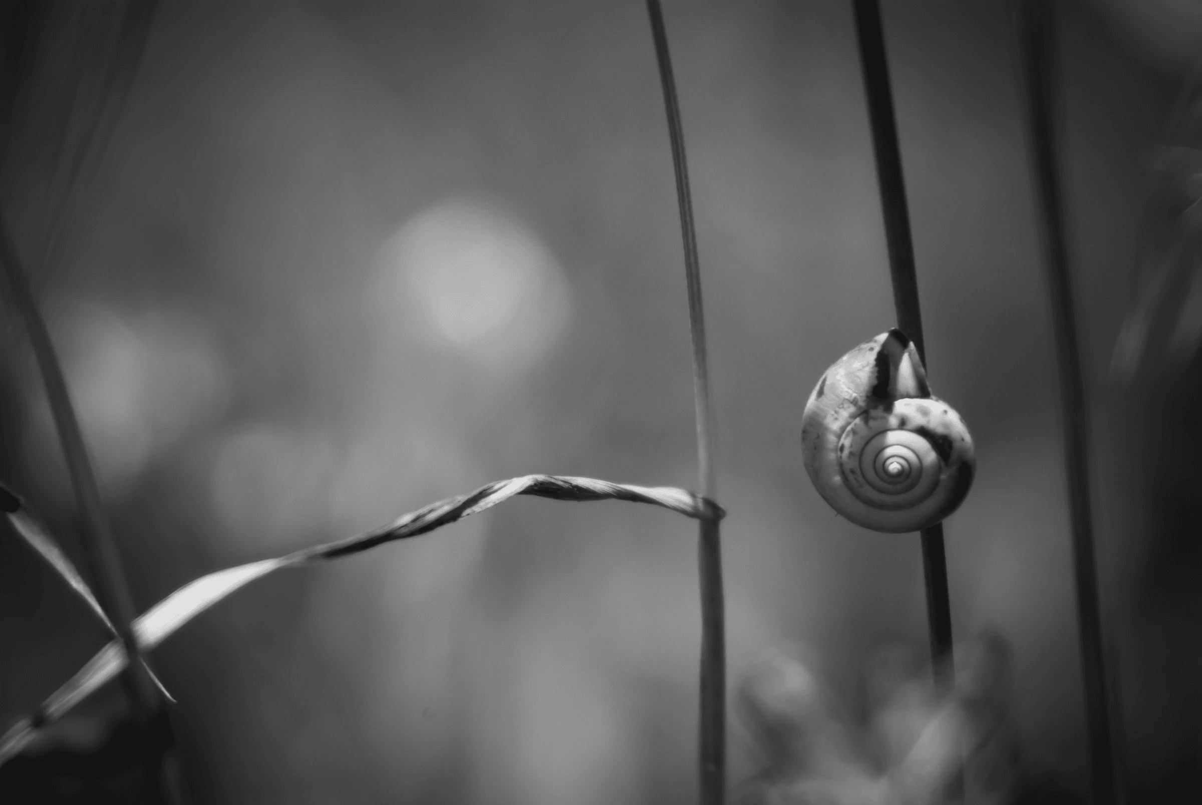 Snail on a Stem, Piano Grande Snail On Stem Macro in Piano Grande.
