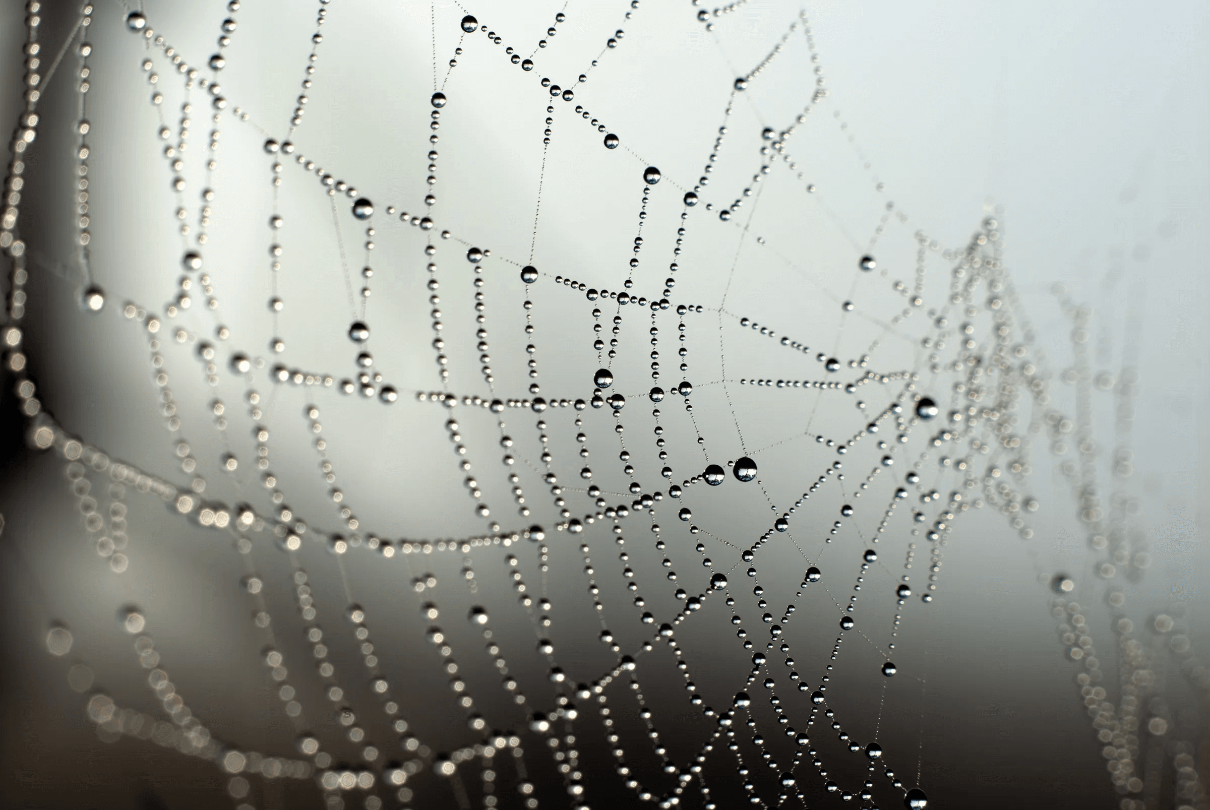 Color macro photograph showing an intricate spider web covered in numerous small, glistening dew drops against a soft, foggy background.