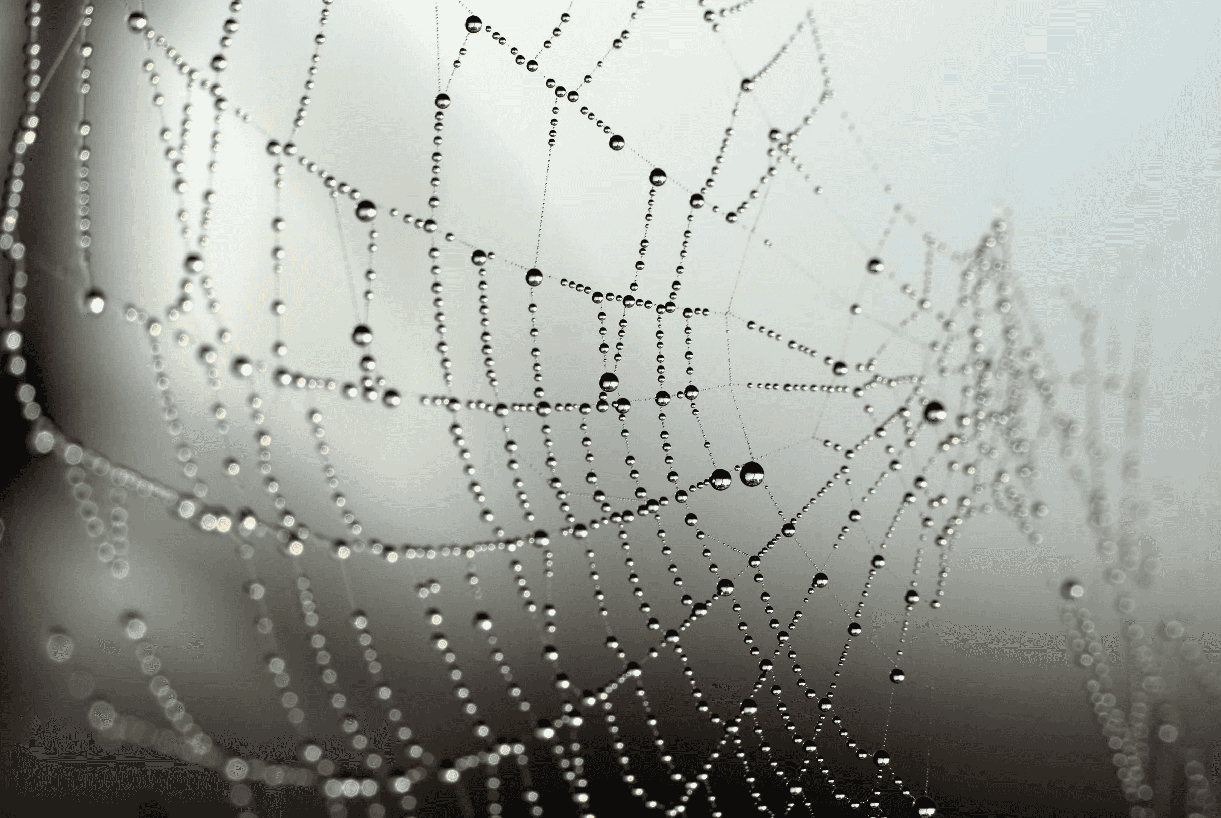 Color macro photograph showing an intricate spider web covered in numerous small, glistening dew drops against a soft, foggy background.