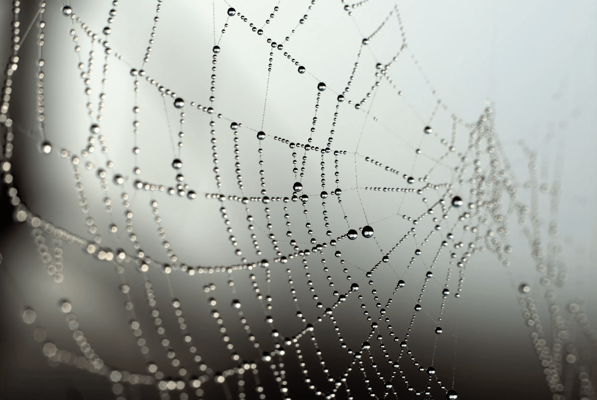 Color macro photograph showing an intricate spider web covered in numerous small, glistening dew drops against a soft, foggy background.