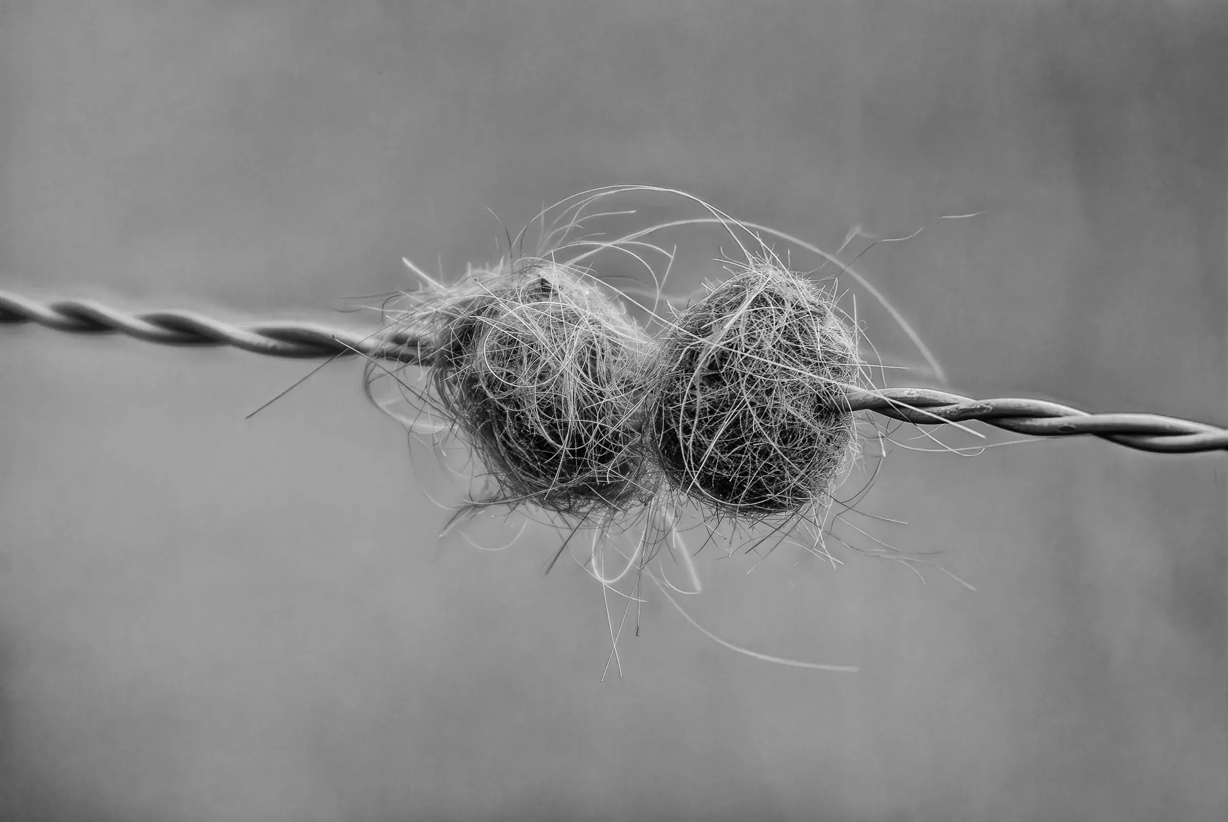 Tangled Fibres on Wire Black-and-white close-up of tangled fibres caught on a wire.