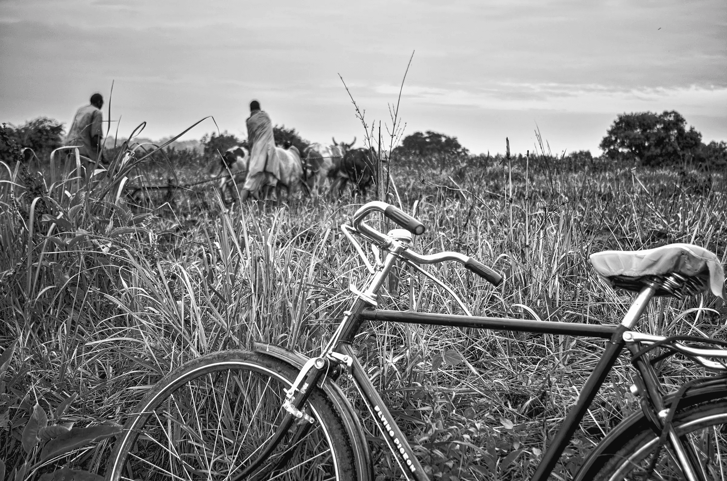 Bicycle standing in tall grass as two people tend cattle in a field near Amuria, Uganda, beneath an overcast sky.