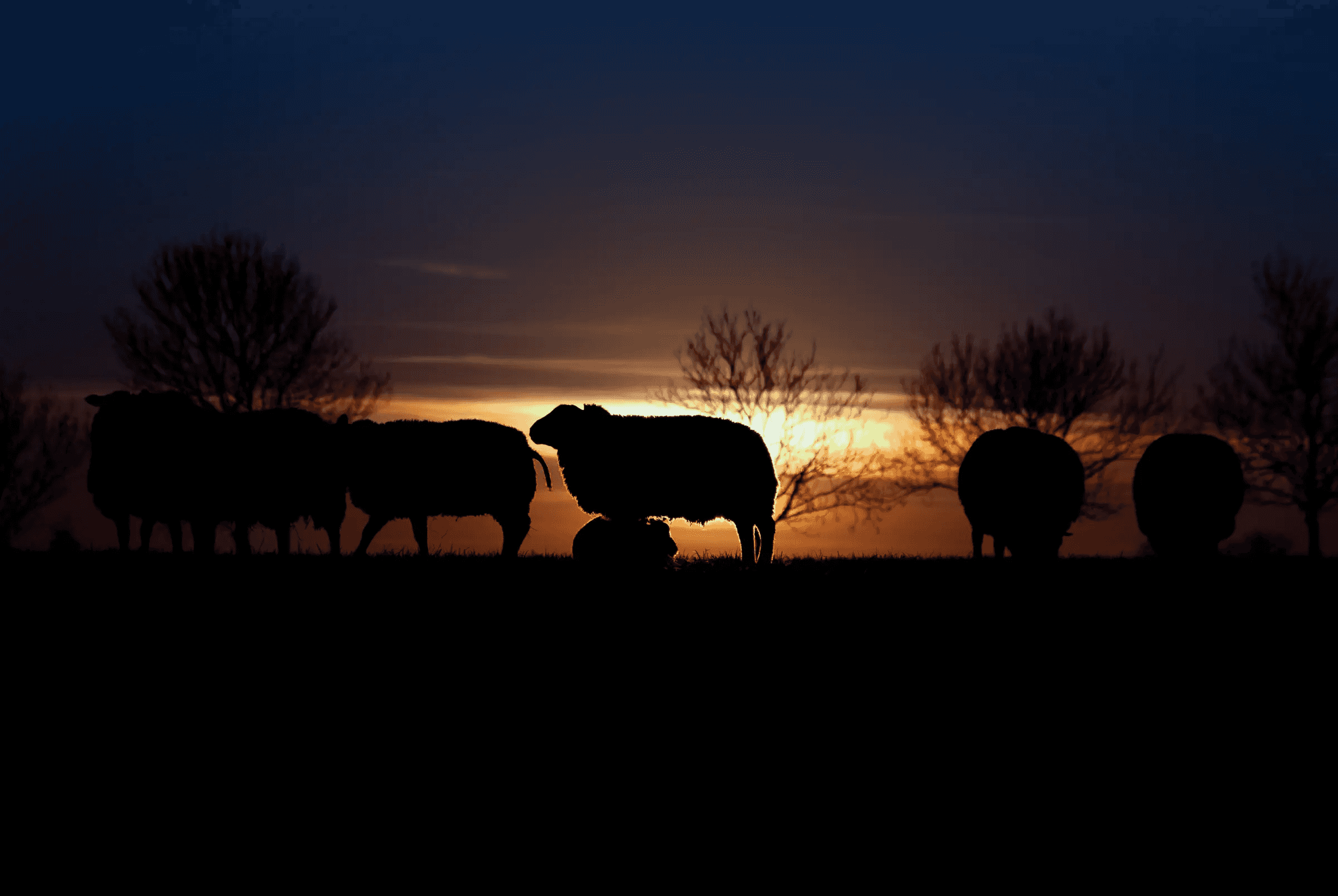 The Last Light Silhouettes of sheep standing in a field against a glowing sunset, with bare trees along the horizon