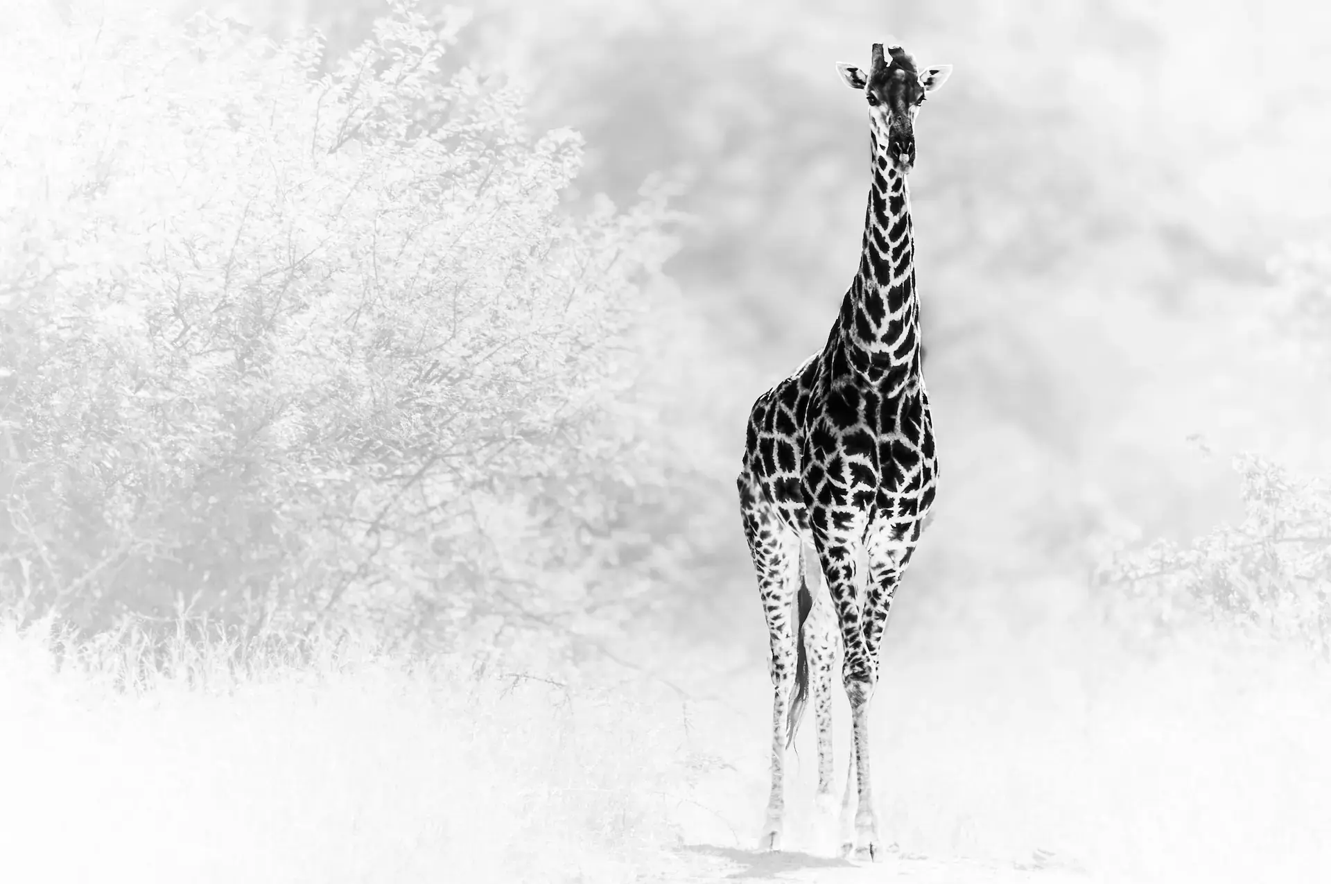 Black-and-white photograph of a giraffe standing and facing the camera.