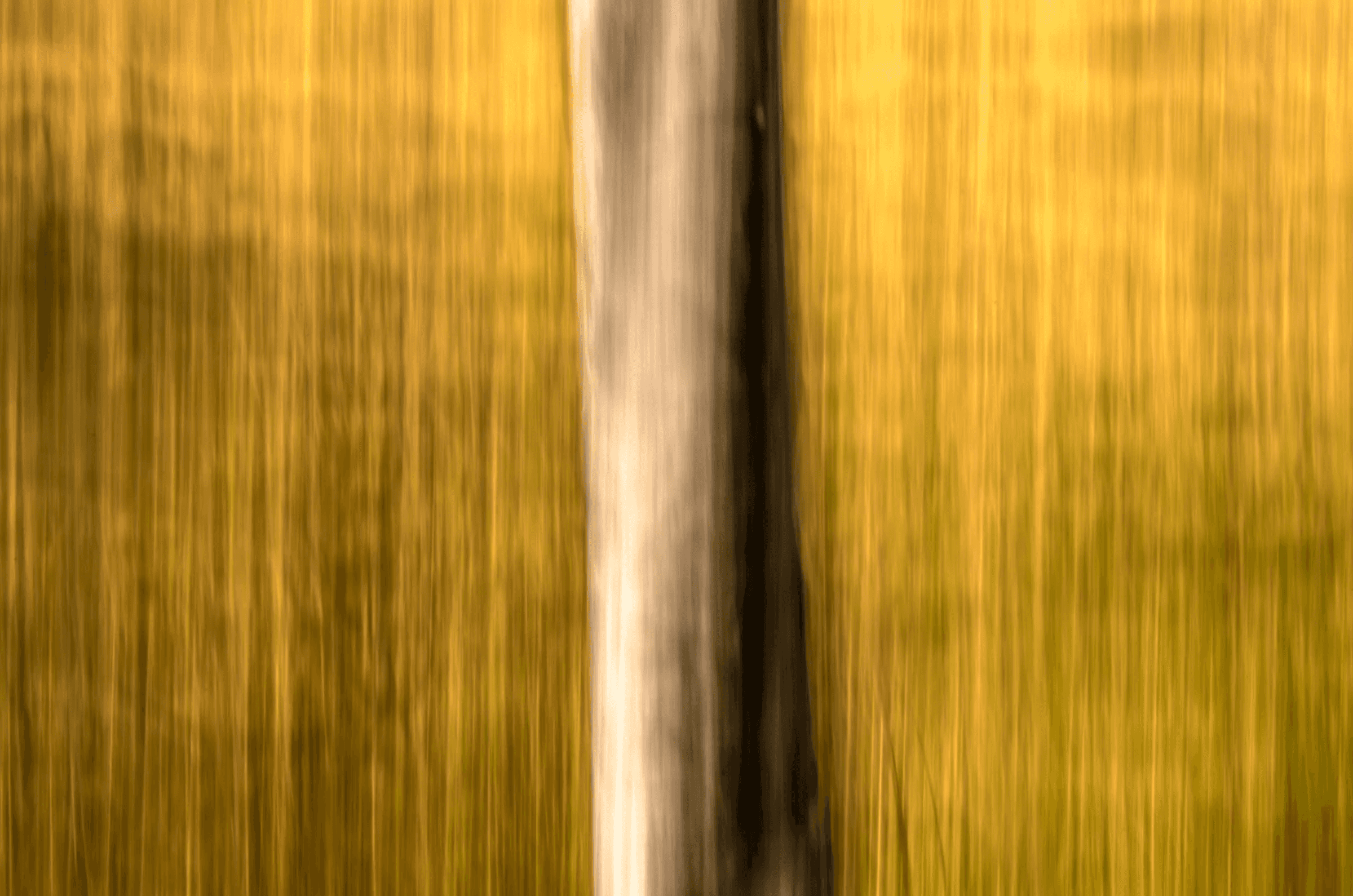 Abstract color photograph created with intentional camera movement (vertical panning), showing a blurred tree trunk against a background of golden yellow and green vertical streaks.