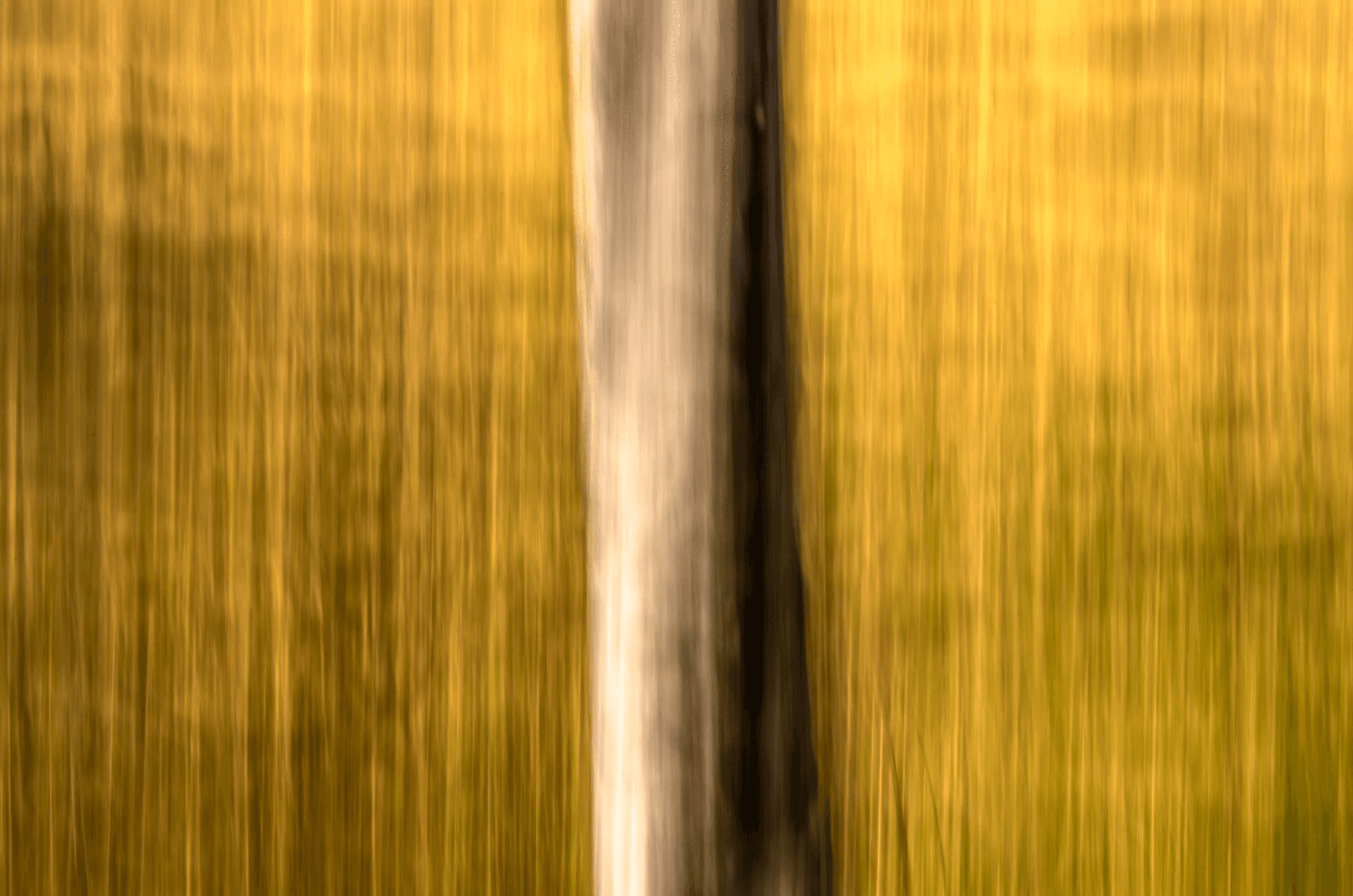 Vertical Motion: Forest Gold Vertical Motion Forest Gold as an abstract study.