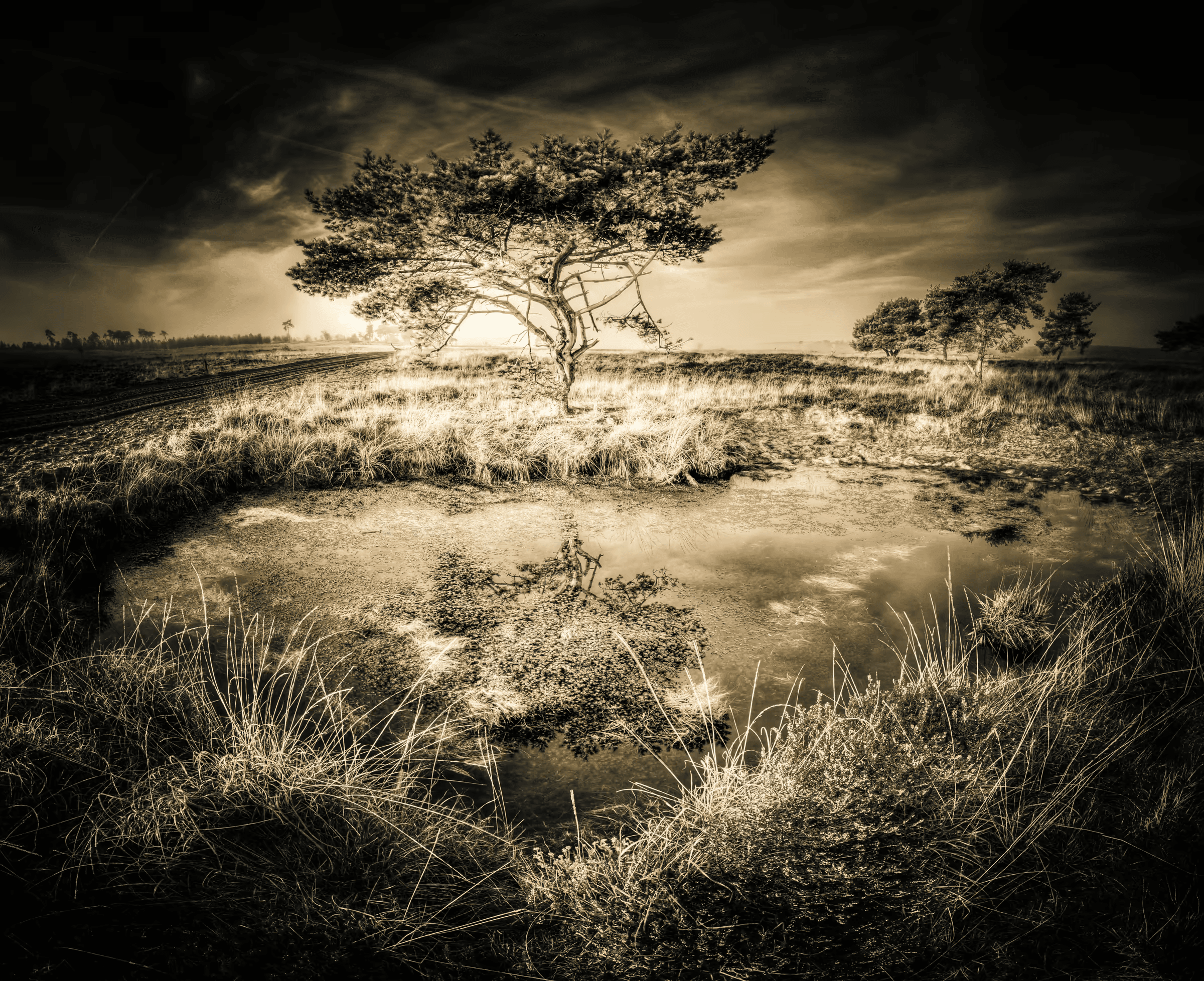 Mirror of Stillness: Tree and Reflection A solitary tree and its reflection in still water.
