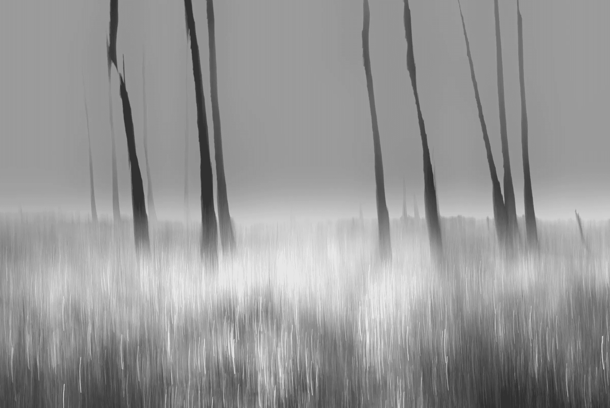 Black-and-white photograph of tall, thin tree trunks rising from a field of blurred vertical grasses beneath a low, misty horizon.
