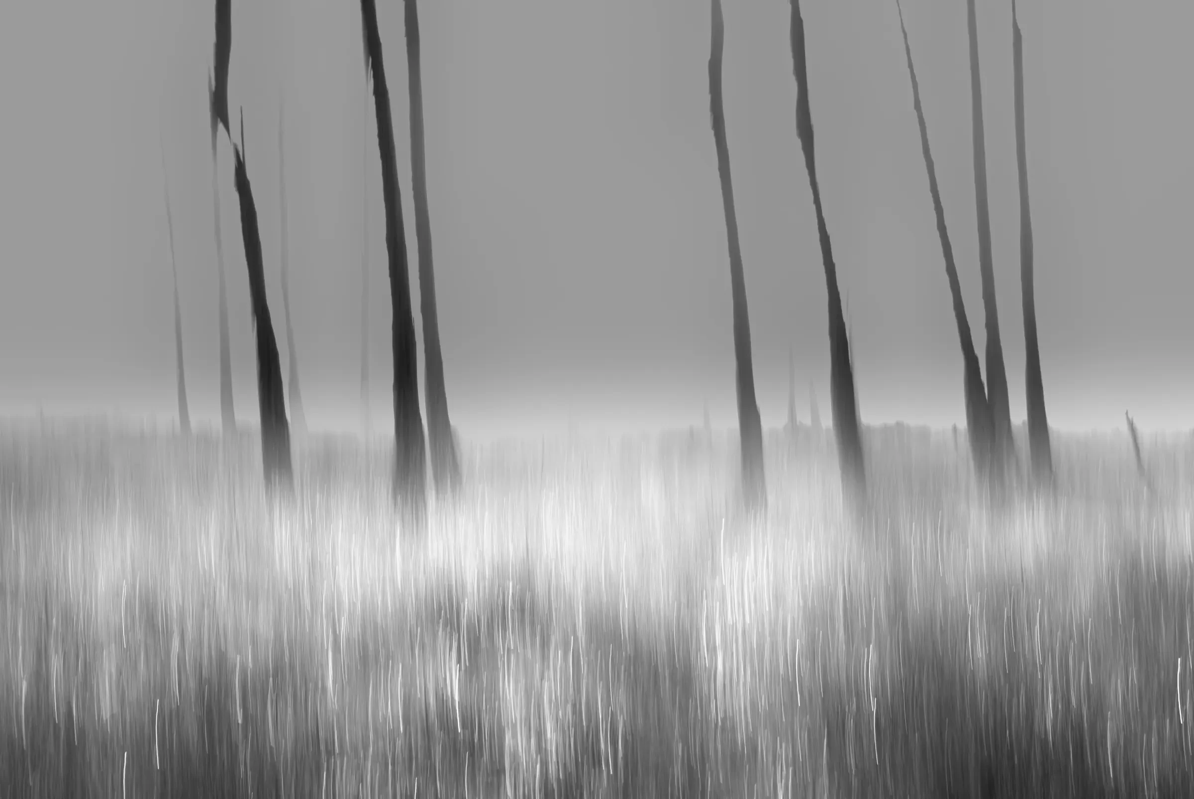 Black-and-white photograph of tall, thin tree trunks rising from a field of blurred vertical grasses beneath a low, misty horizon.