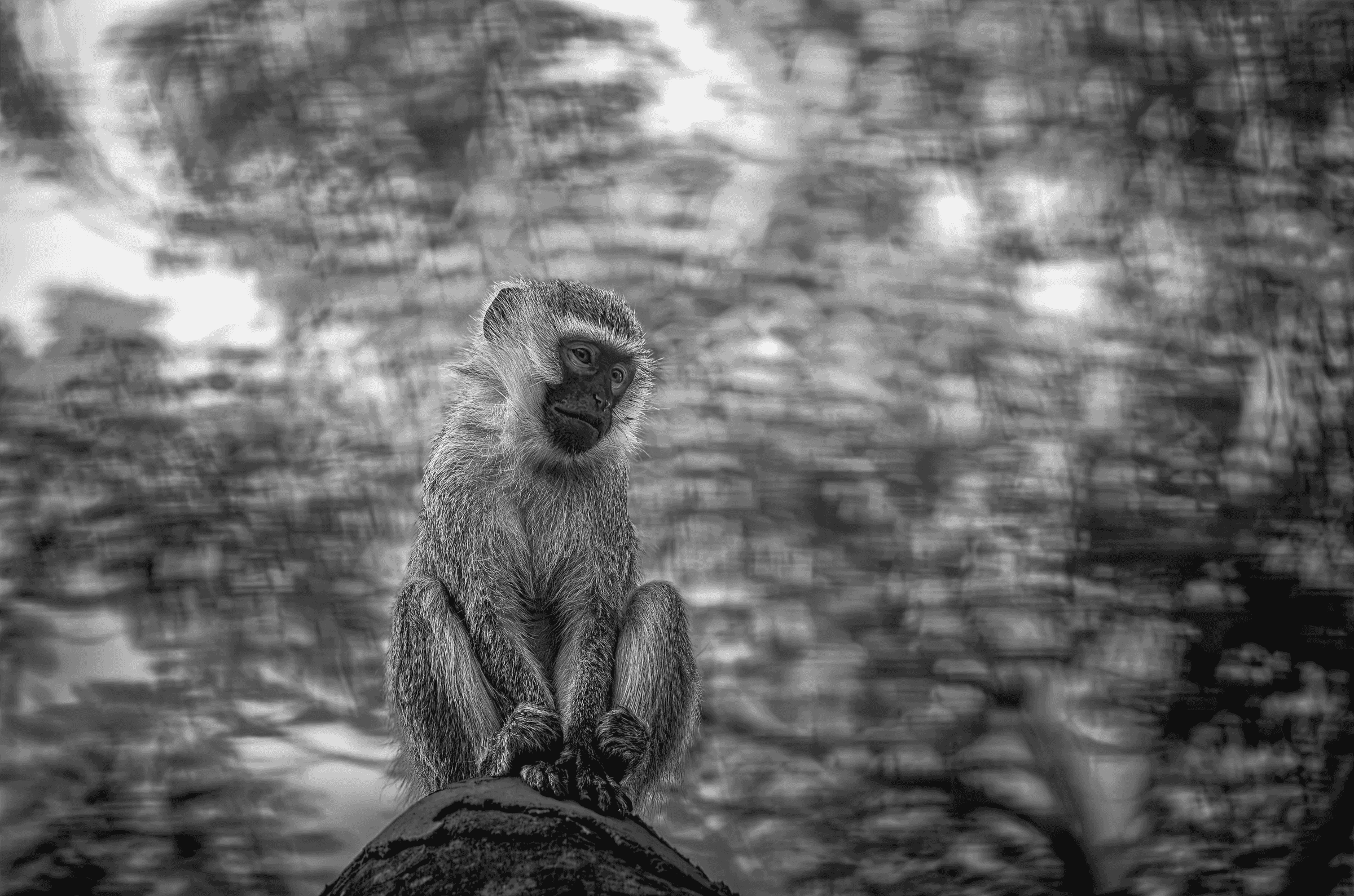Black and white photograph of a Vervet monkey sitting perched on a rock or thick branch, looking downwards and slightly to the side with a contemplative expression, against a heavily blurred, abstract background of foliage.