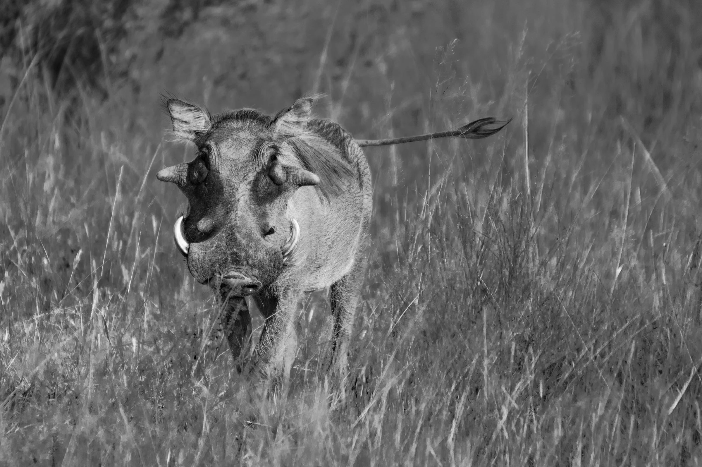 Black and white photograph of a warthog with tusks walking towards the camera through tall grass in the African savanna.