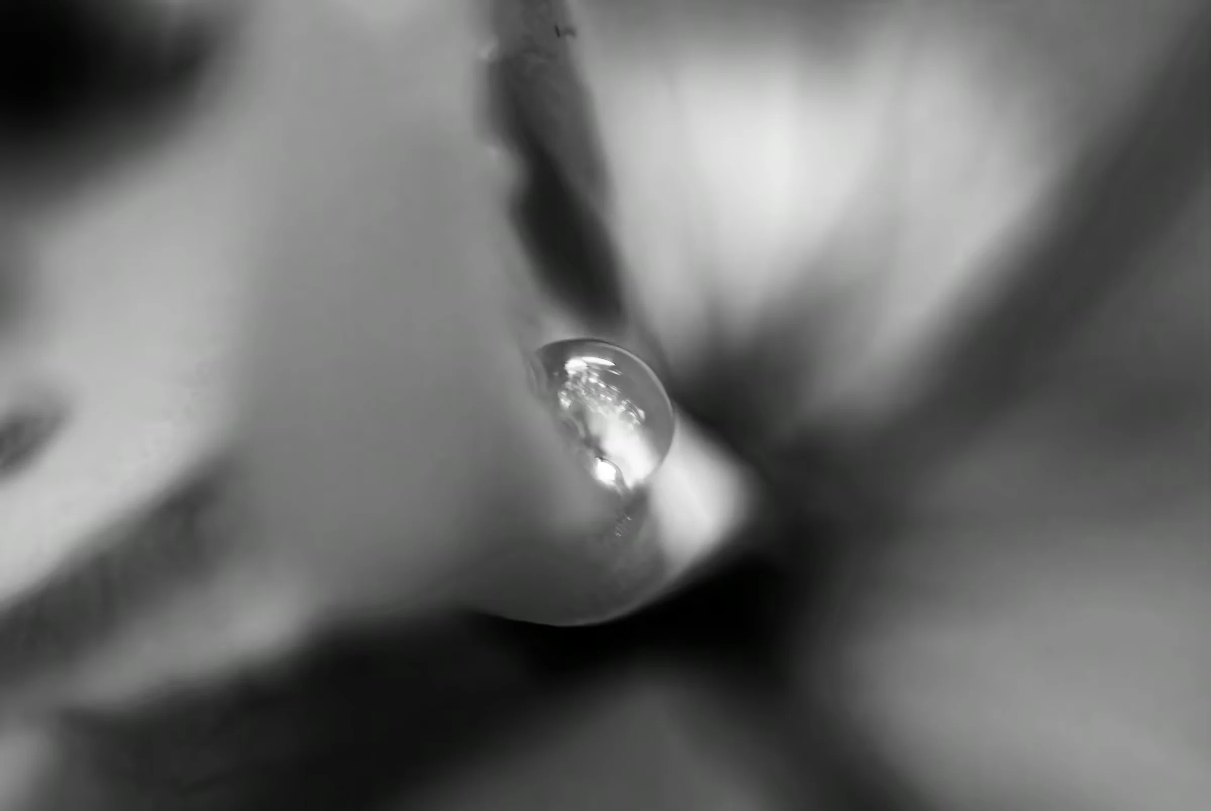 Black and white macro photograph of a water droplet clinging to a plant.