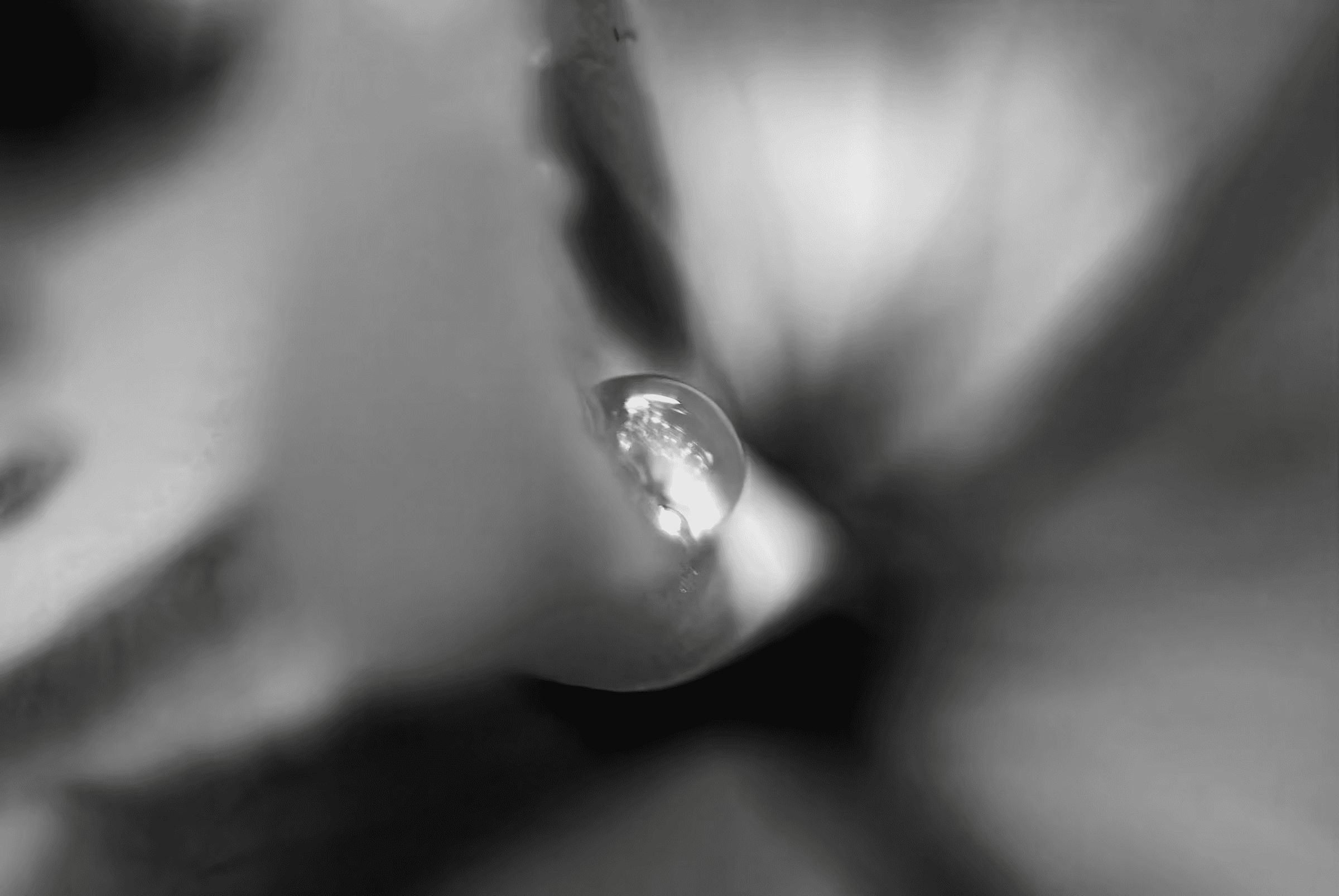 Black and white macro photograph of a water droplet clinging to a plant. The droplet is in sharp focus, reflecting light and surrounding forms in monochrome tones.