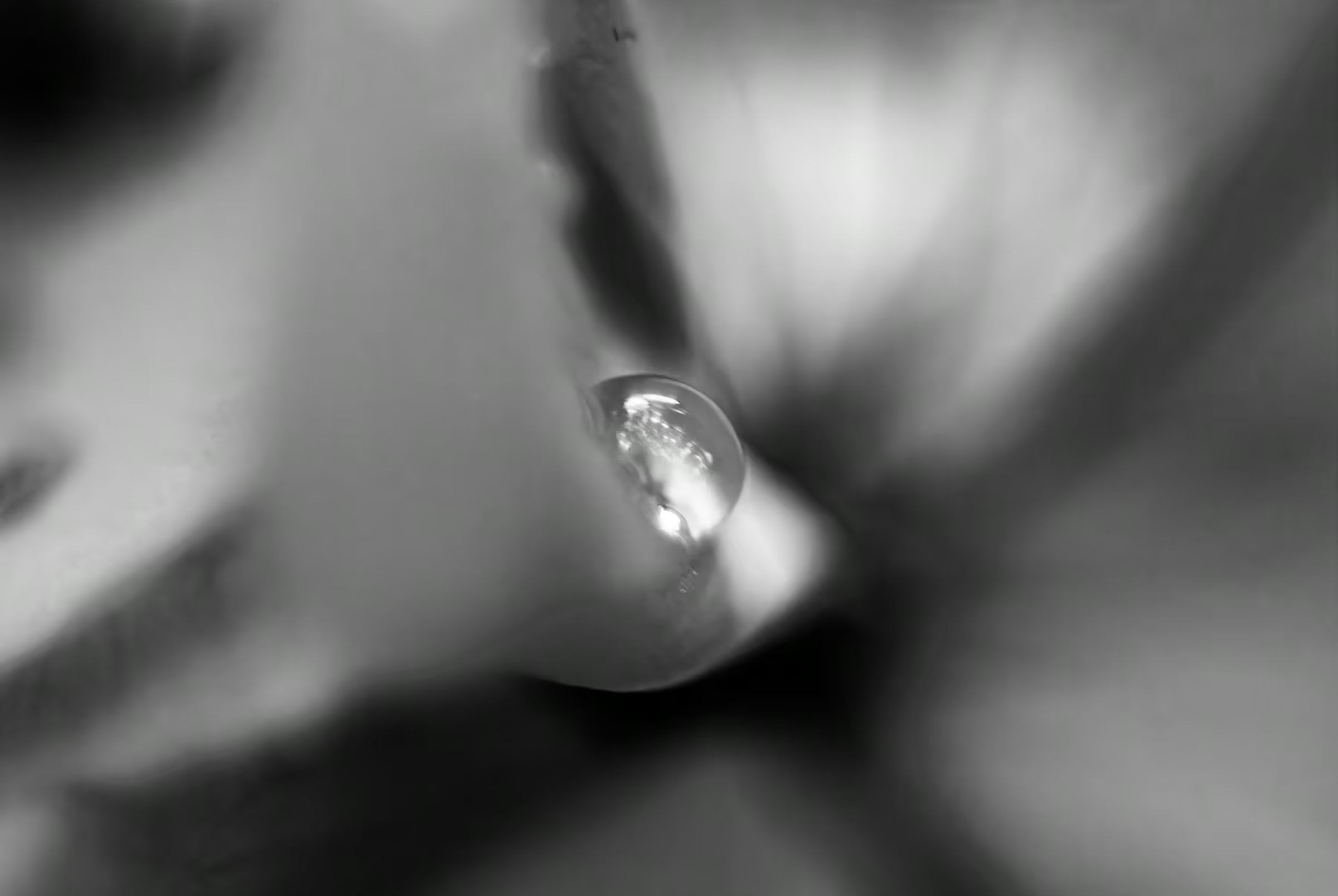 Black and white macro photograph of a water droplet clinging to a plant.